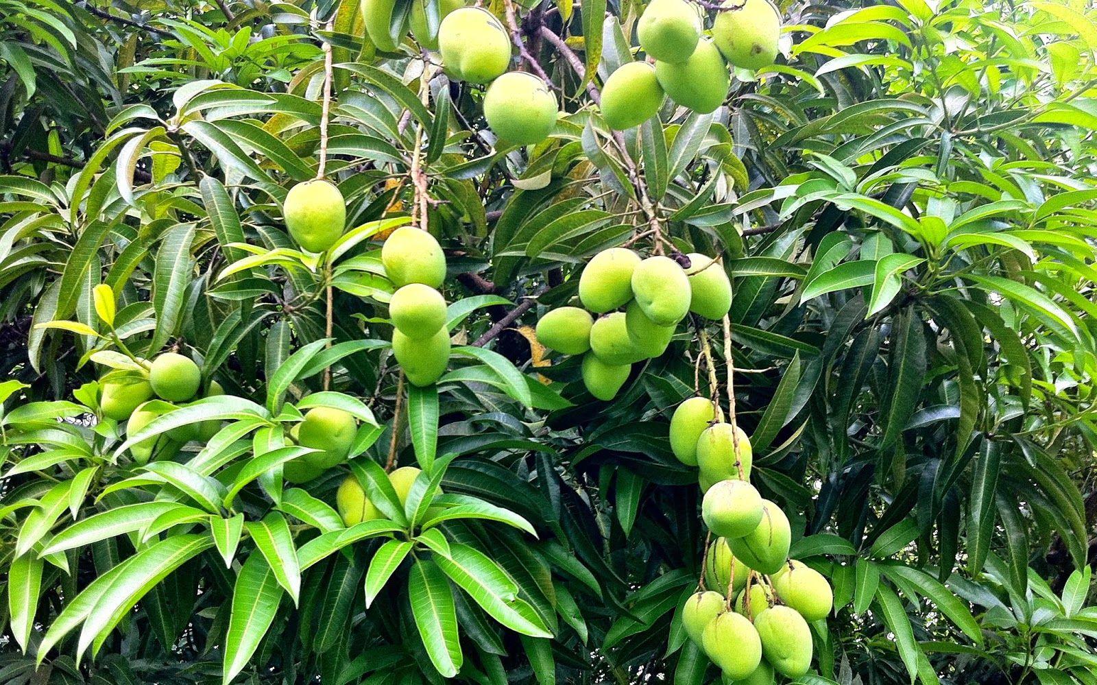 Mango Tree Wallpaper High Quality