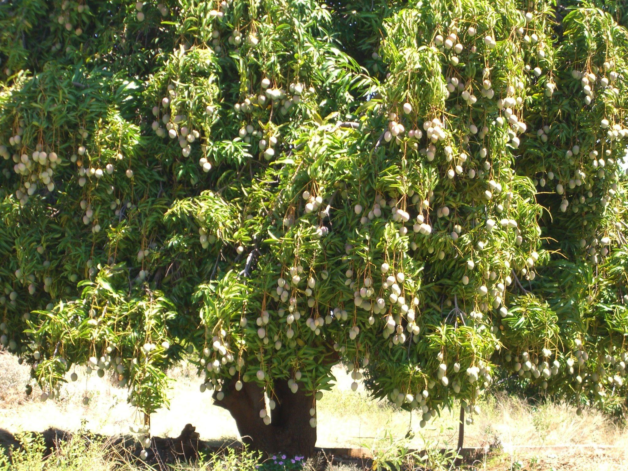awesome mango tree full HD (2048×1536). Trees