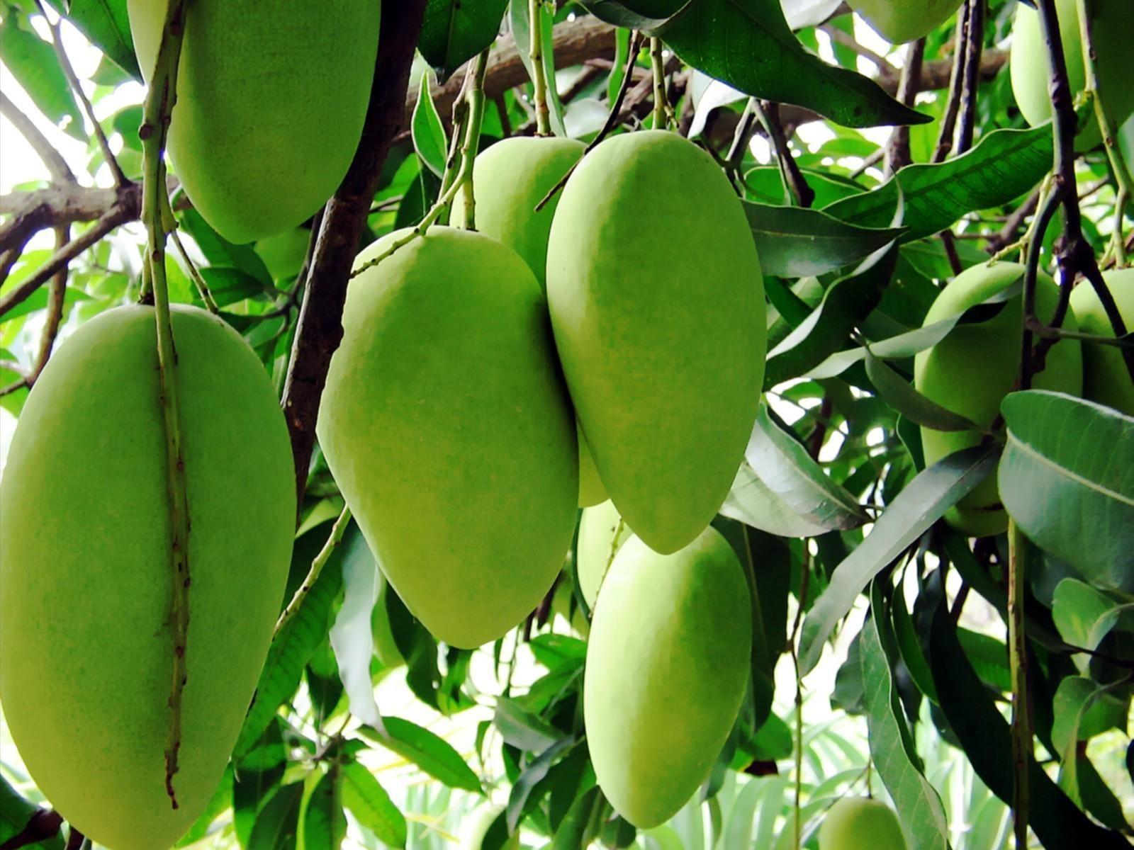 mango tree wallpaper