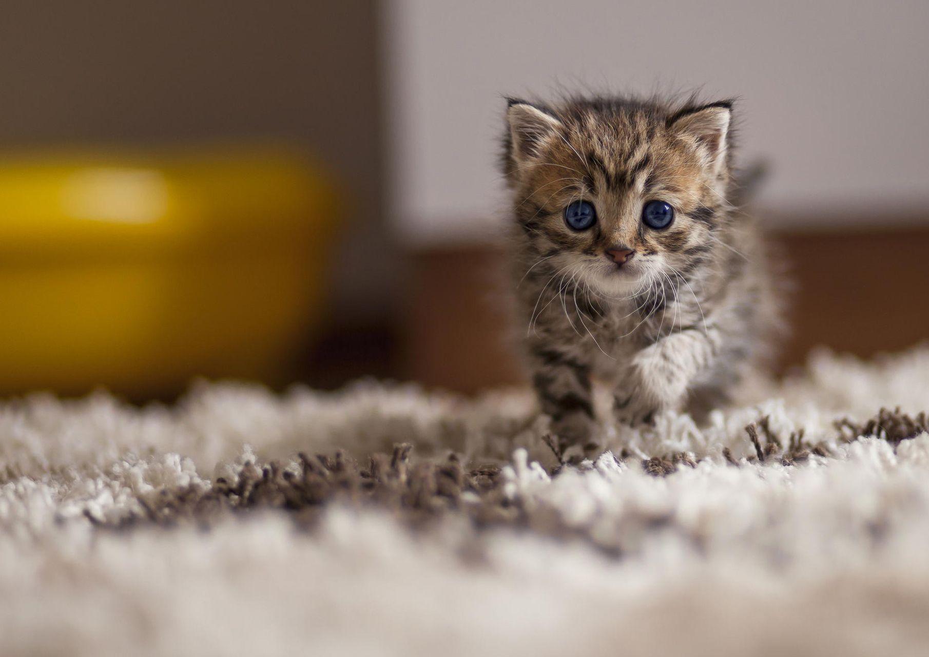 Cute Cat Walpaper