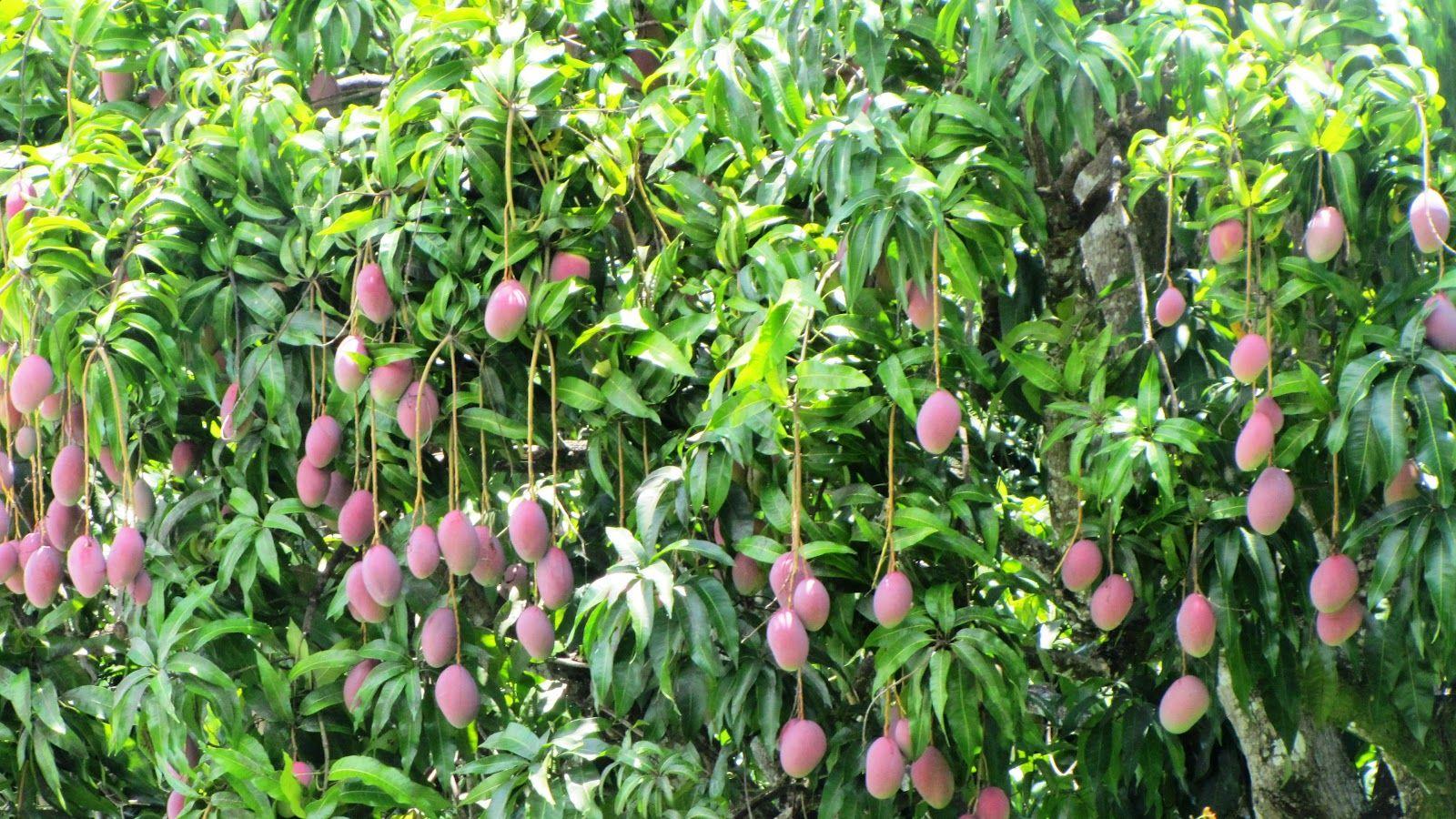 Hd Image Of Mango Trees