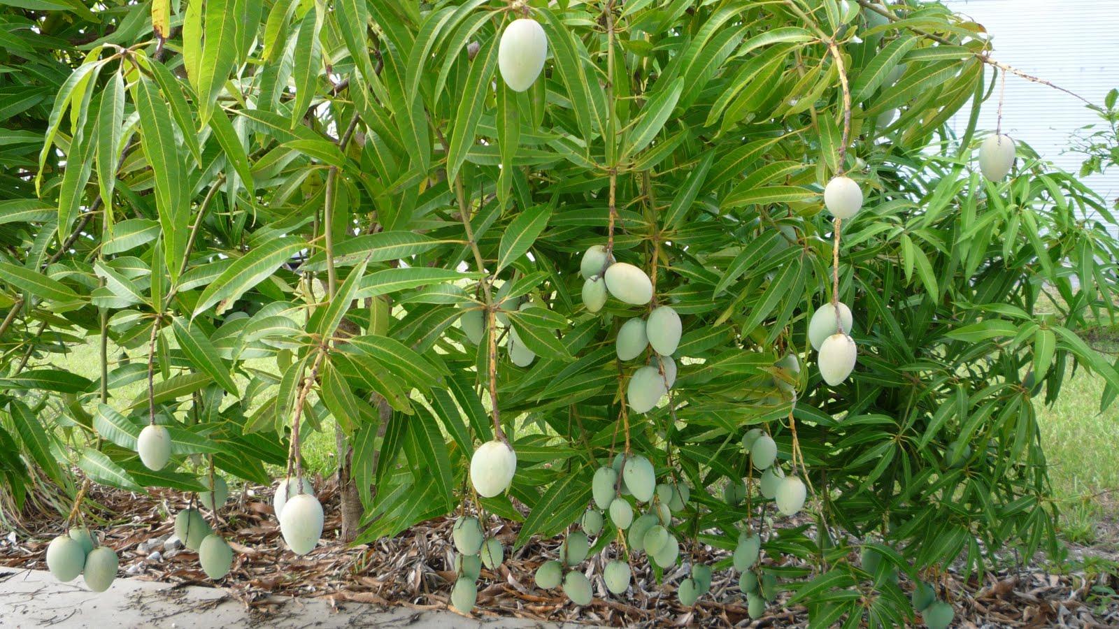 Complete information about Mango tree