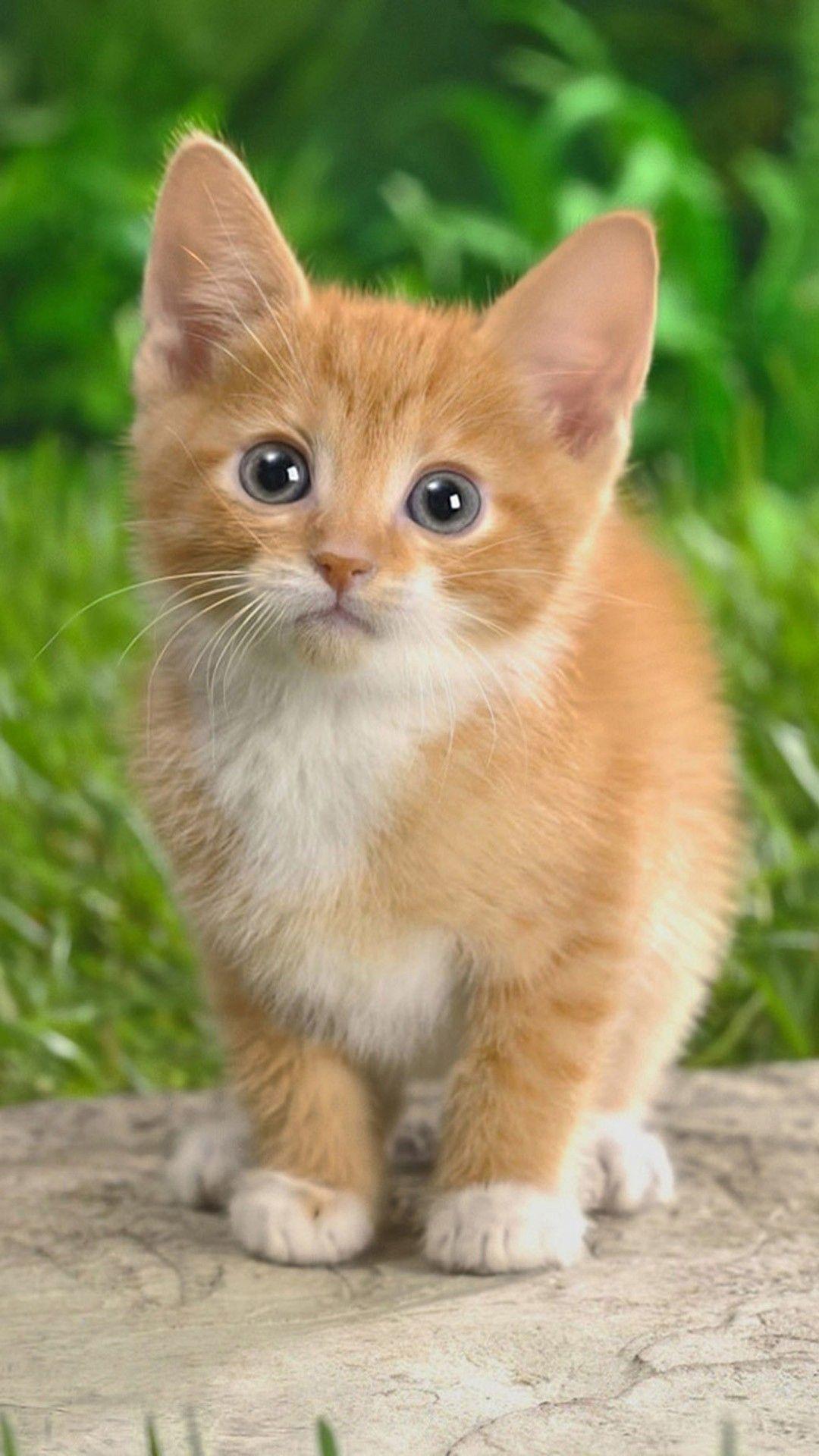 Cute Cats HD Wallpaper for iPhone 7