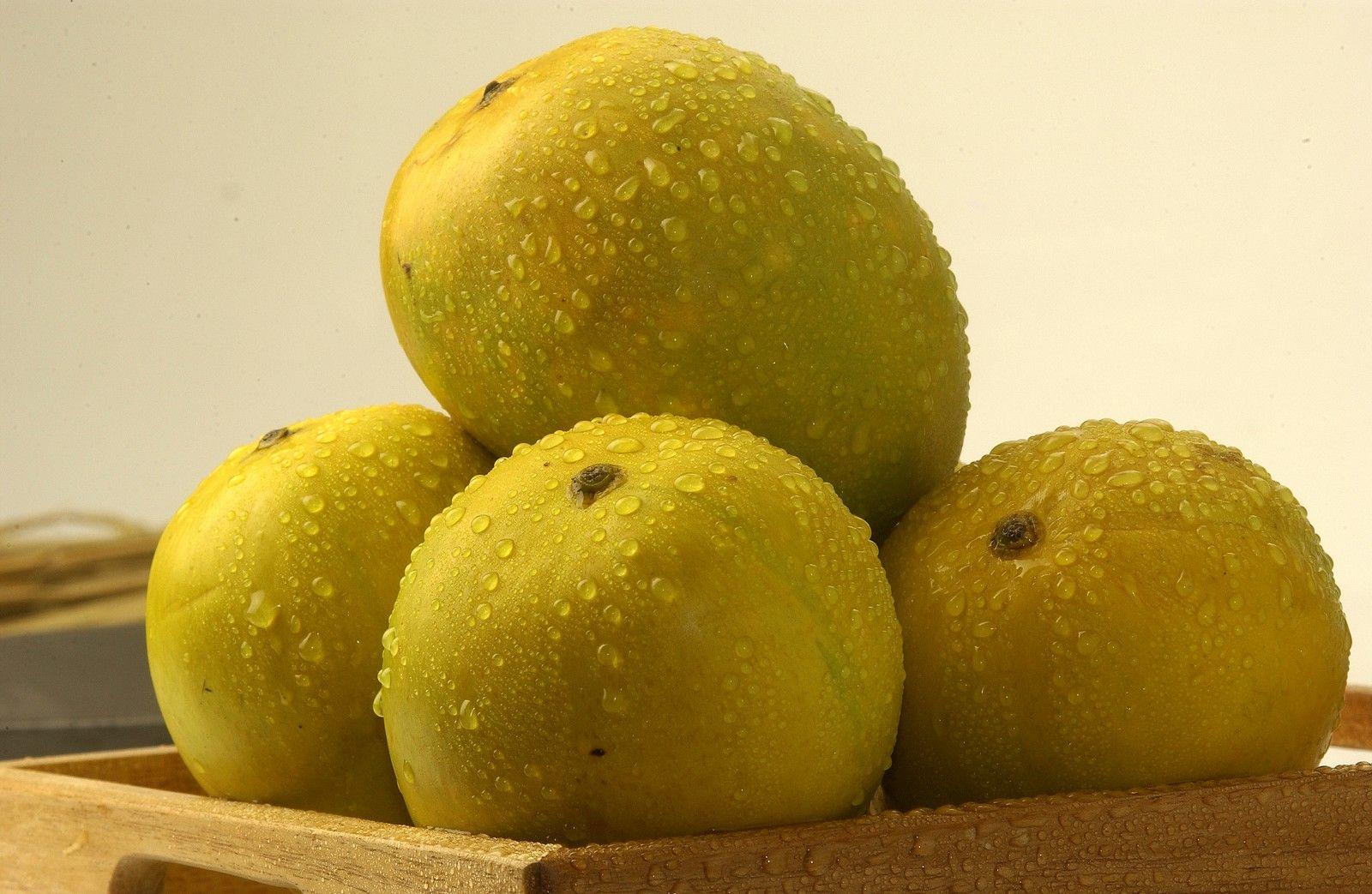 alphose mango FRUIT