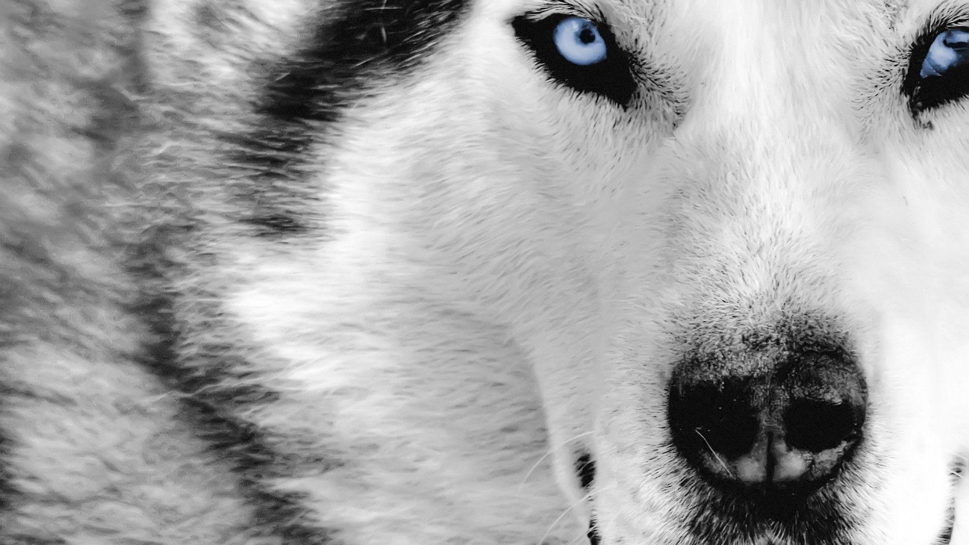 Blue Eyes White Wolf HD Wallpaper of Animals