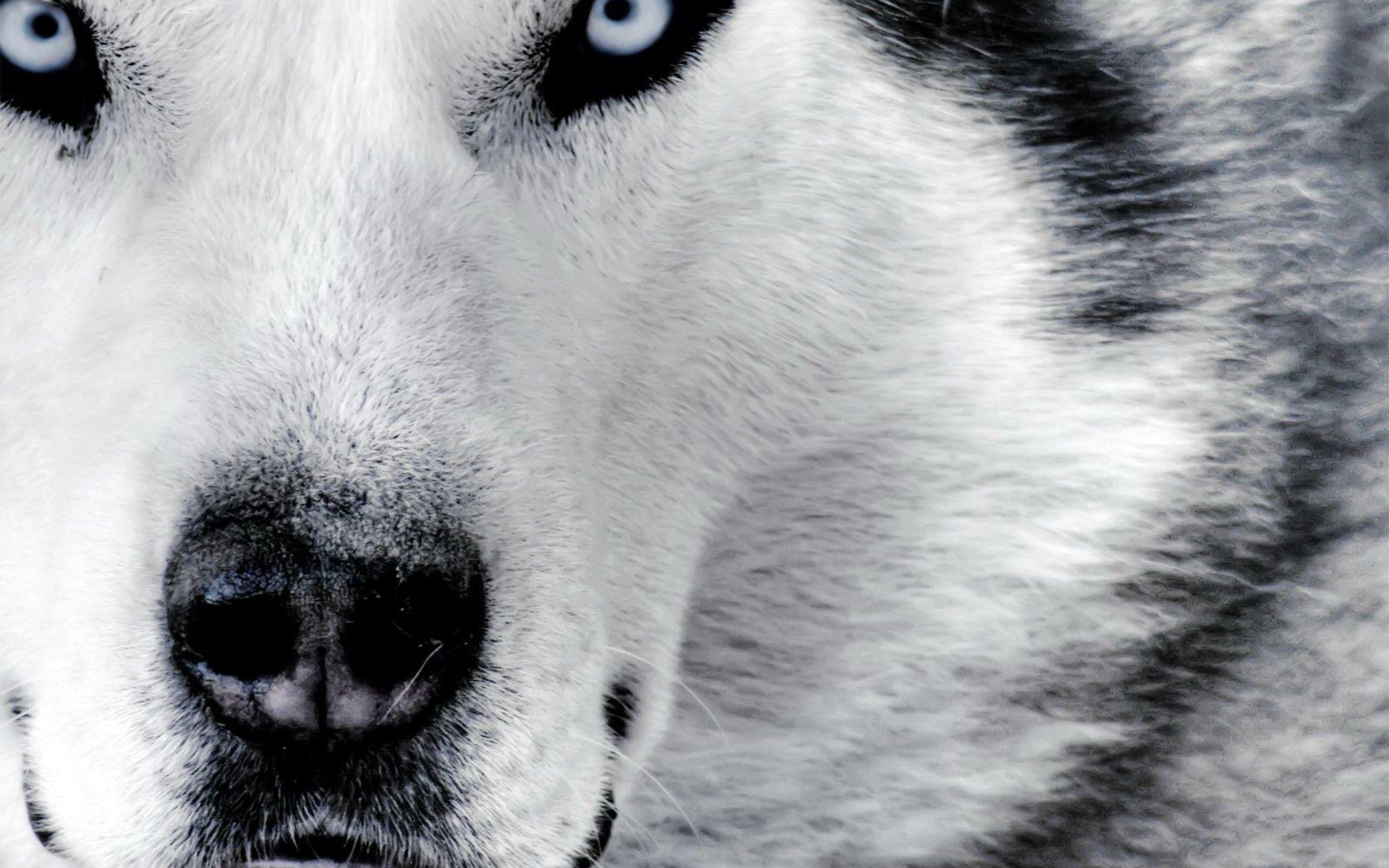 Wolves HD Wallpaper Gallery (78 Plus) PIC WPW5012059