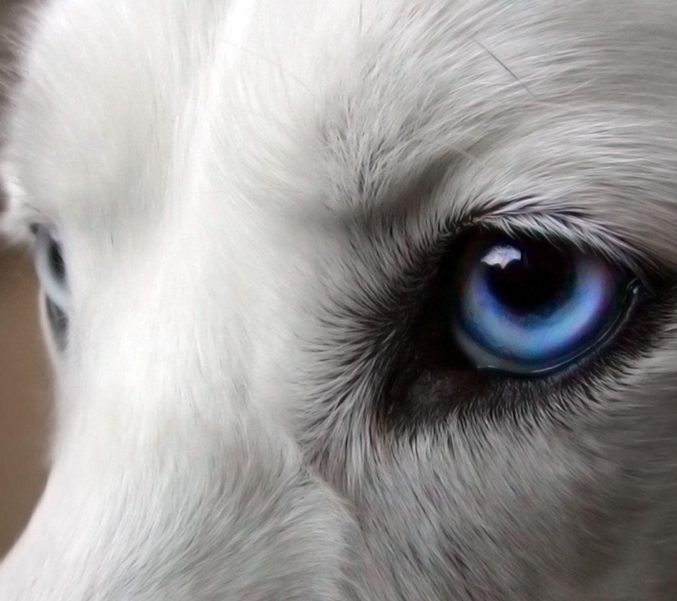 List 90+ Pictures What Color Are Wolves Eyes At Night Excellent 10/2023
