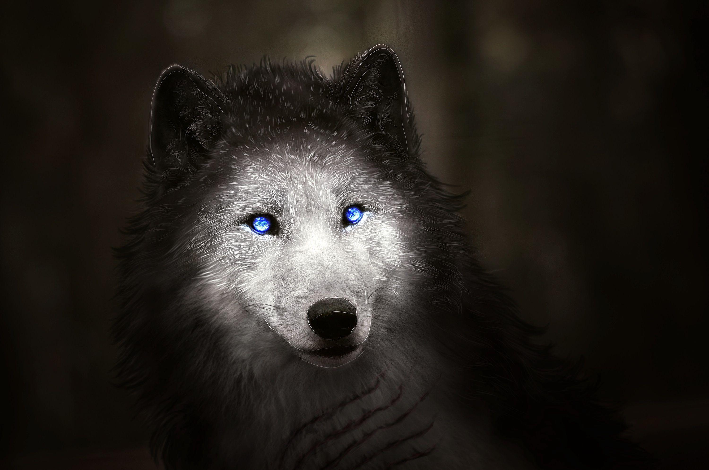 Wallpaper Wolf, Blue eyes, Digital art, HD, Creative Graphics
