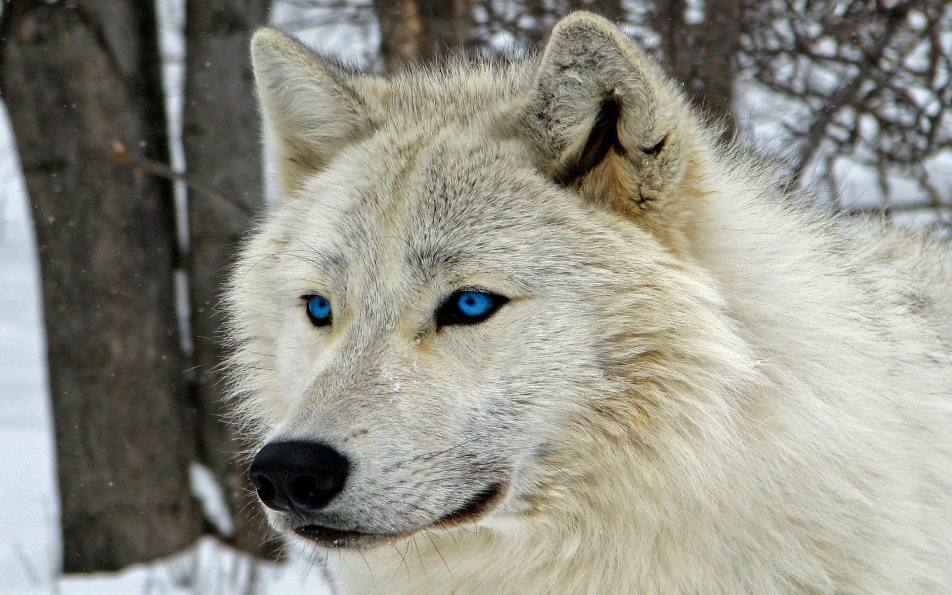 white wolf with purple eyes