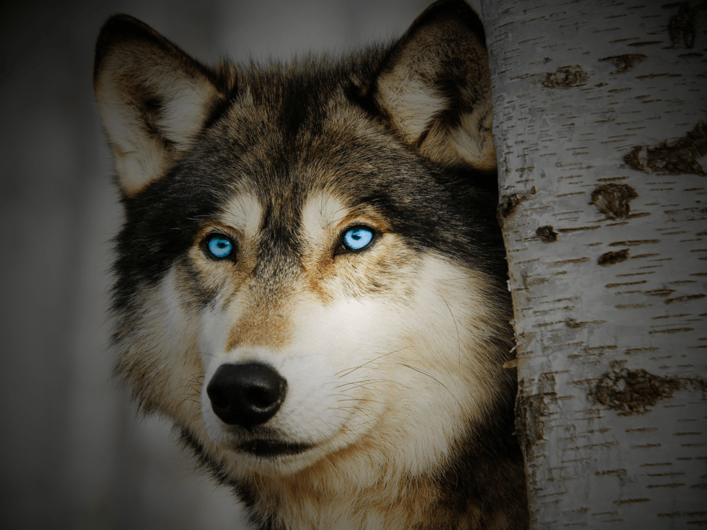 Grey Wolf With Blue Eyes