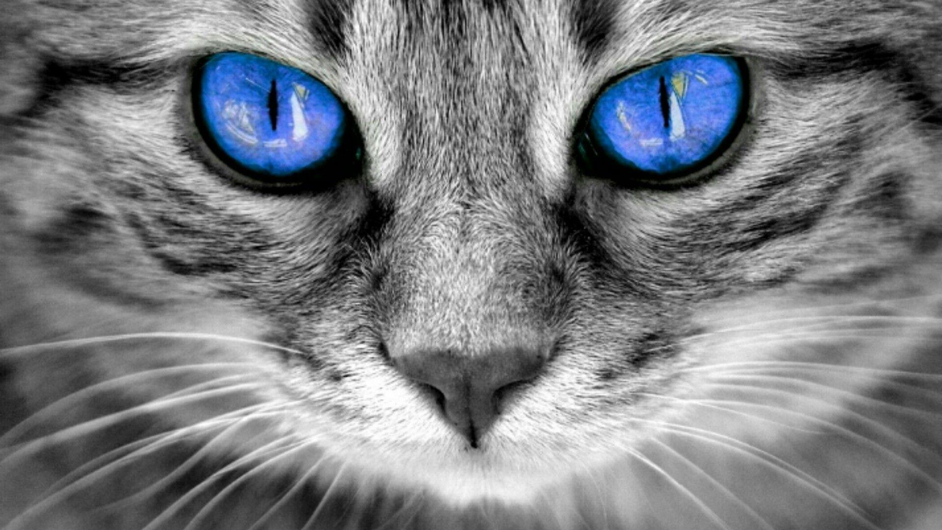 Blue Eyes HD Wallpaper