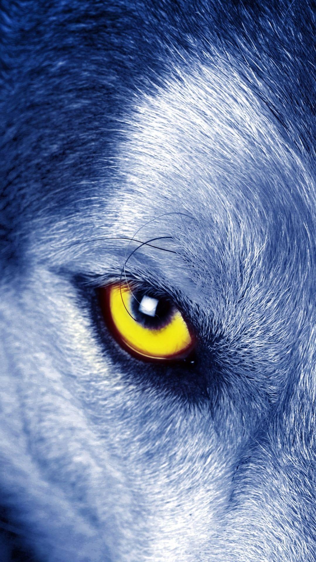 Black Wolf With Blue Eyes Wallpaper - bmp-moustache
