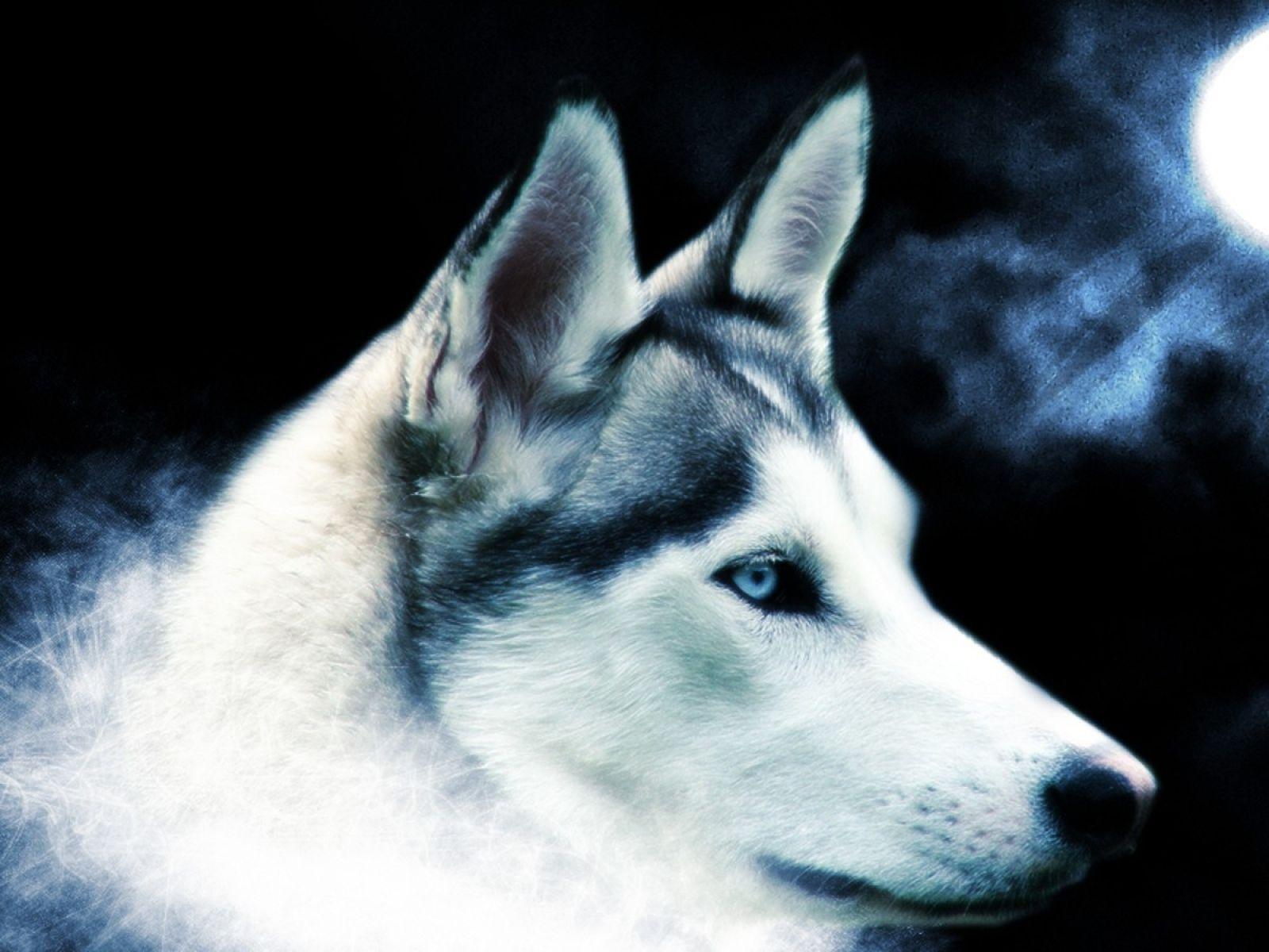 blue blue eyes animals moon dogs wolves wallpaper- Picture of PETS