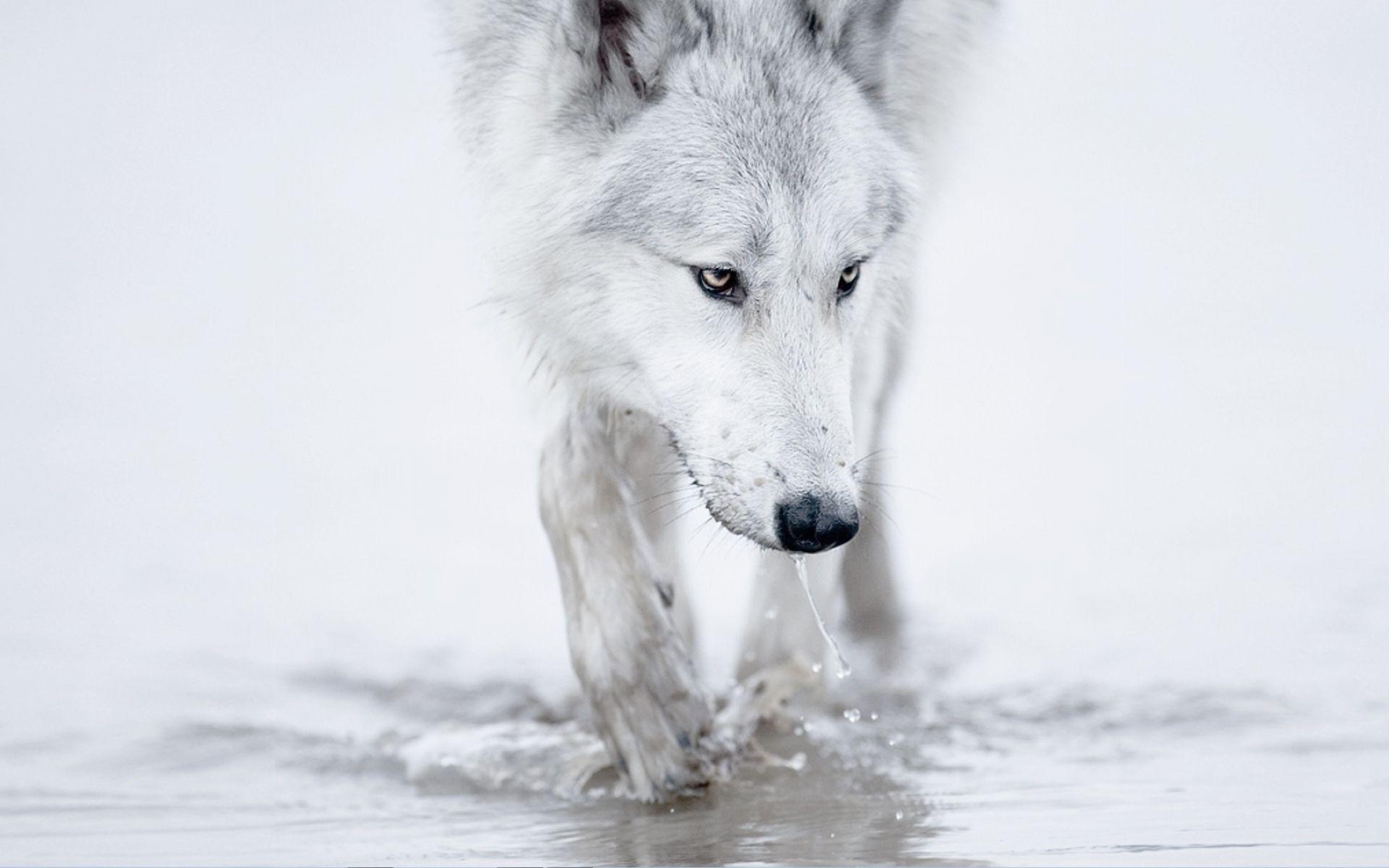 Wolf HD Wallpaper For Android