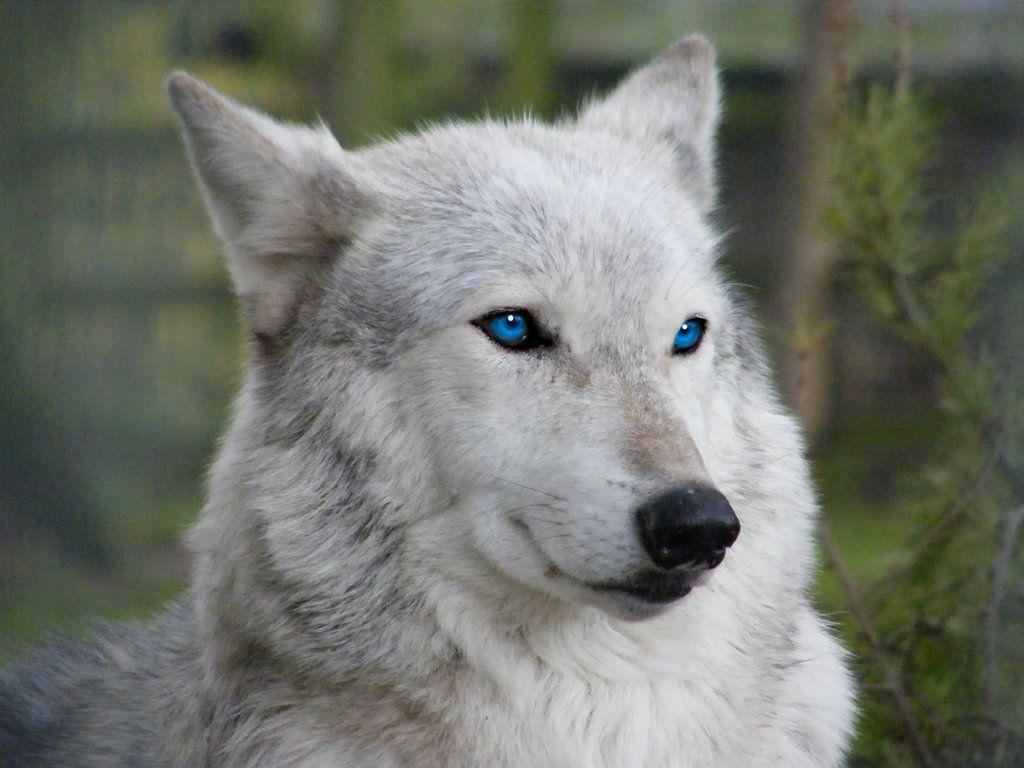White Wolf With Blue Eyes Wallpapers Wolf Wallpapers - vrogue.co