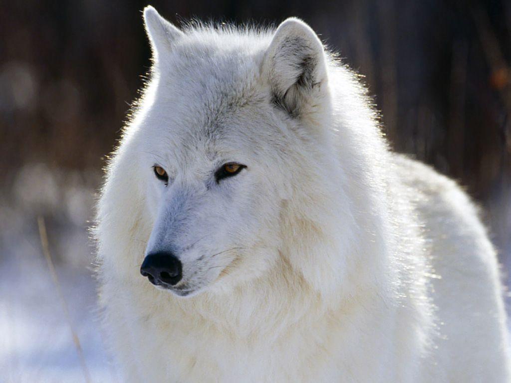 Arctic Wolf with Blue Eyes. Arctic Wolf. quilts and sewing