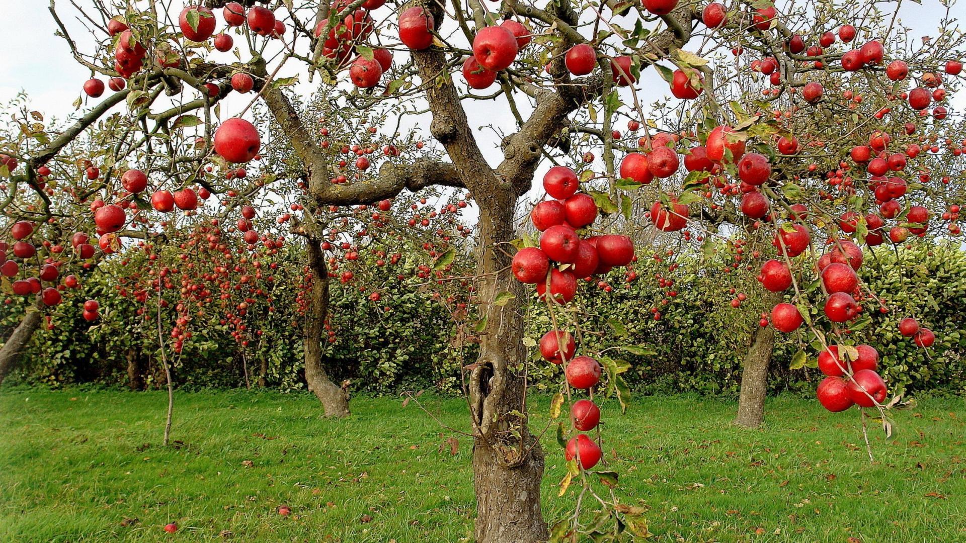 Fruit Trees Wallpapers - Wallpaper Cave