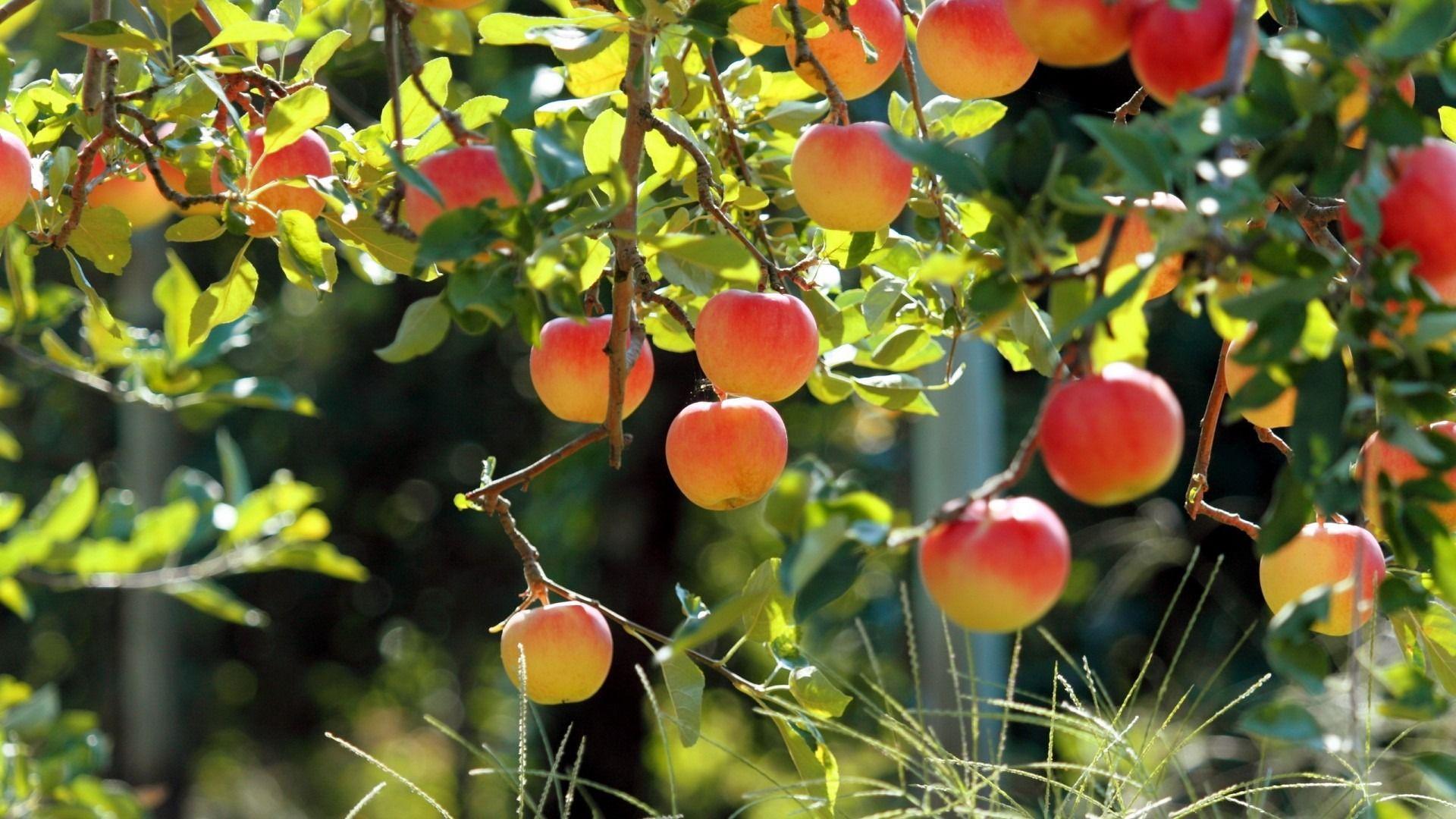 Apple Tree HD Wallpaper 1080p Imageize:1920×1080. Fruit garden, Fruit trees, Fruit wallpaper