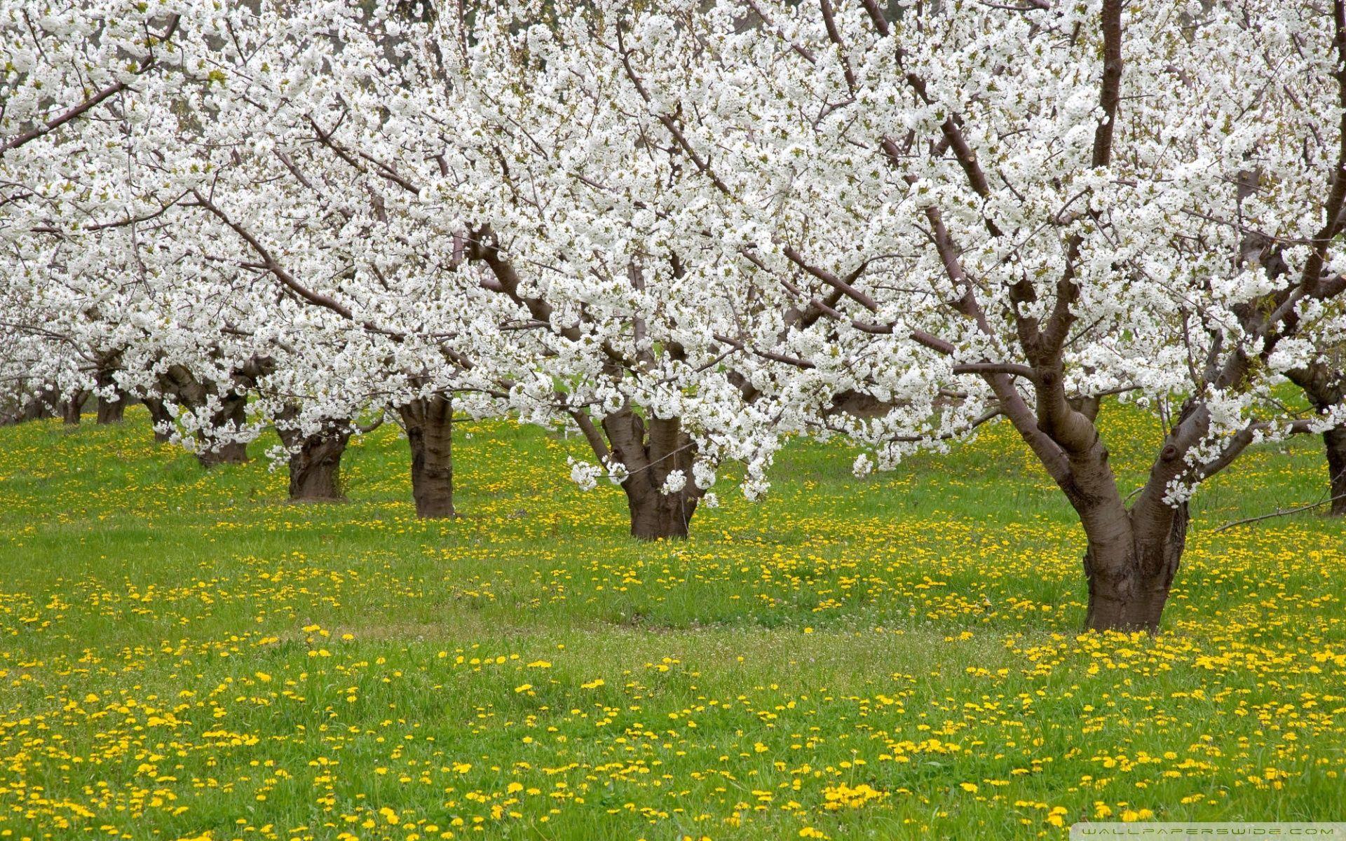 Blossoming Fruit Trees Mosier Oregon ❤ 4K HD Desktop Wallpaper