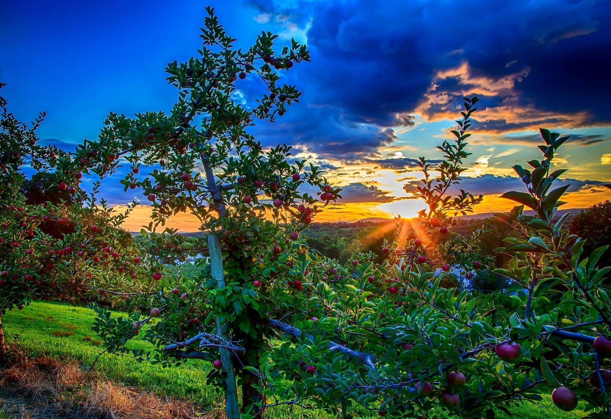 Sunsets Orchard Sunset Fruit Trees Wallpaper High Resolution