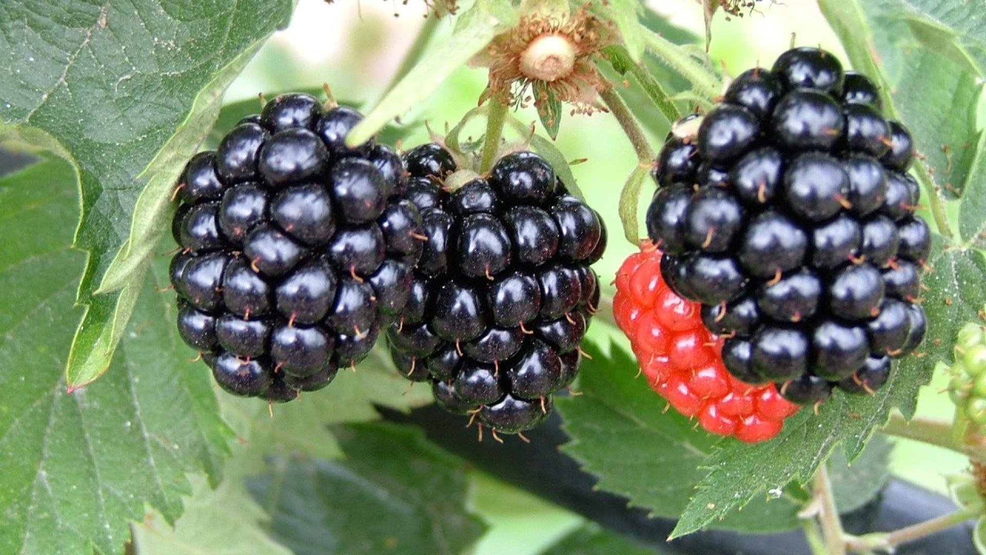 Blackberry fruit HD Wallpaper