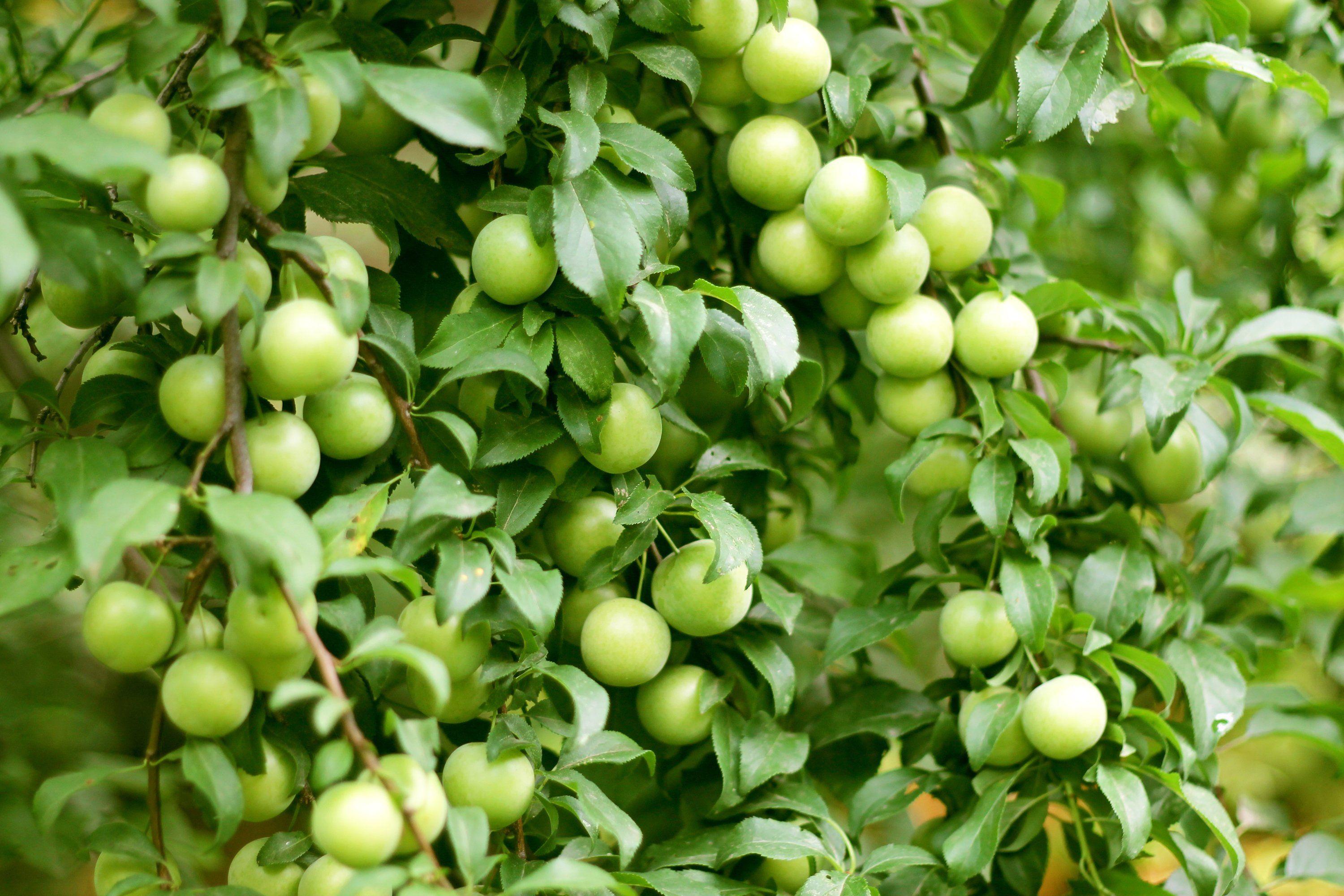 Green Apple Fruits Picture Dowload
