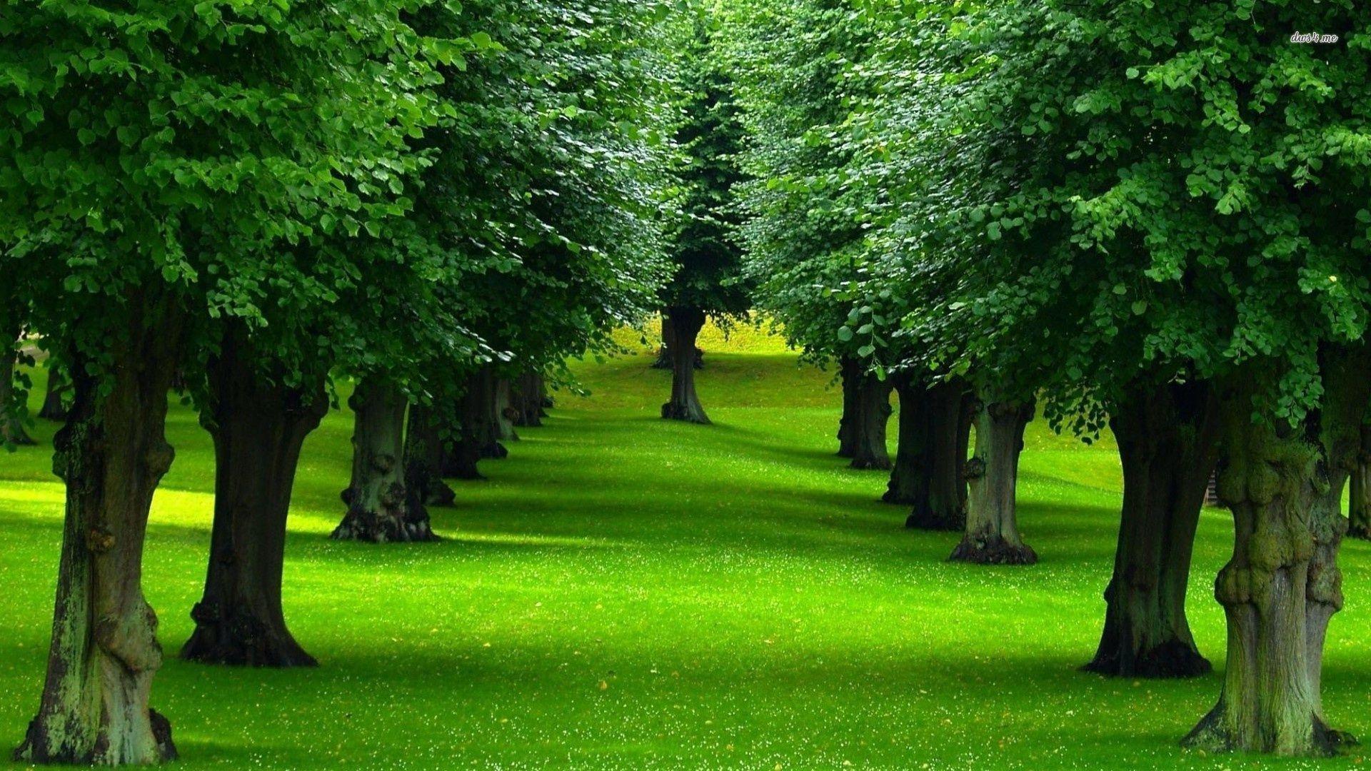 Rows Of Trees wallpaper HD free. farmland, rows of crops