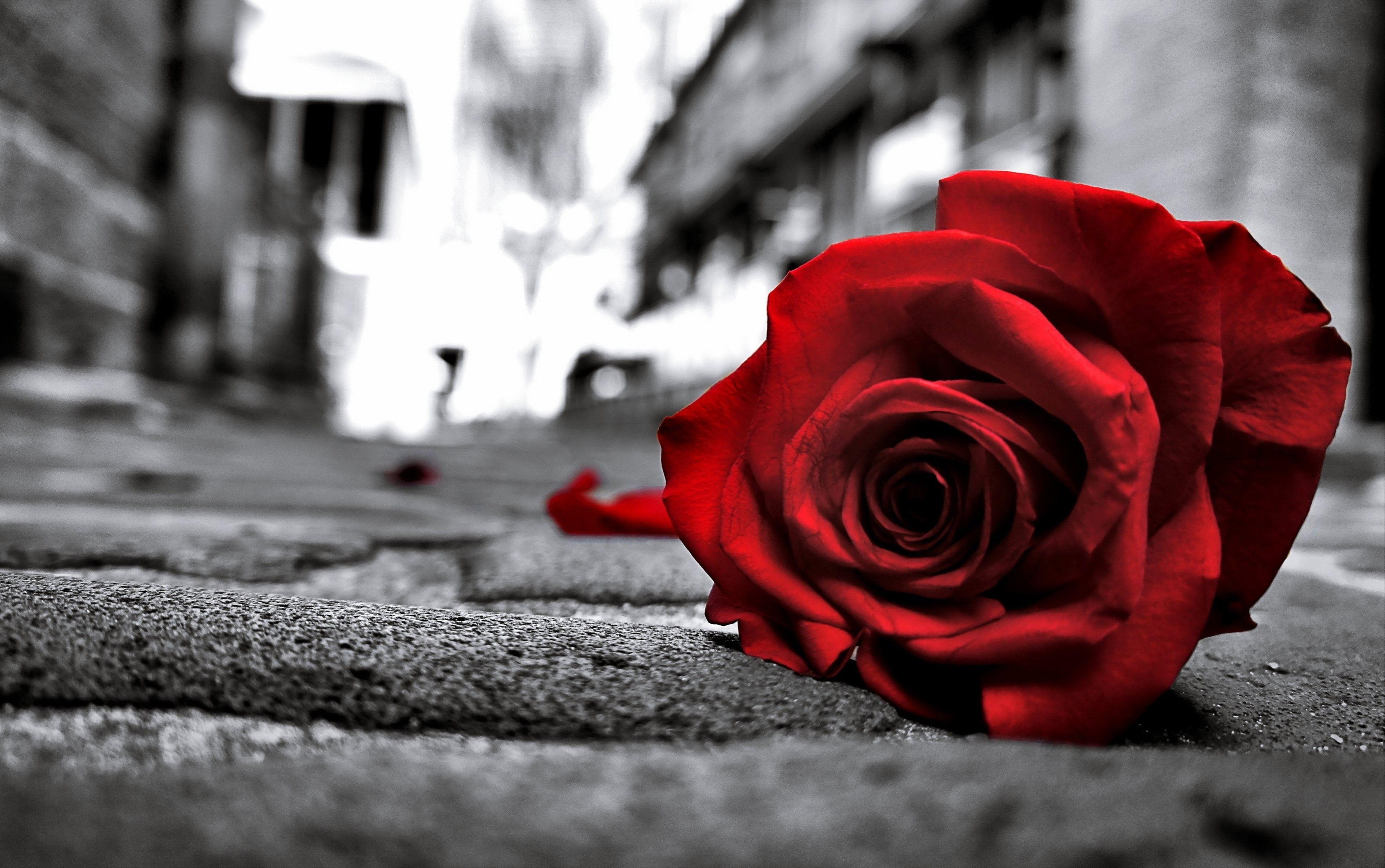 Flowers: Black Road Love Rose Sad Emotions Lost Flowers Floor Life