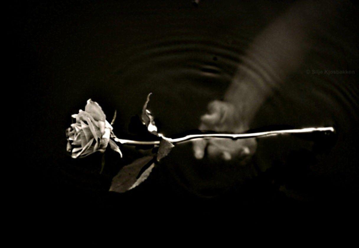Flower: Flower Hand Gives Rose Dark Drowning Losing Lost Love Favim