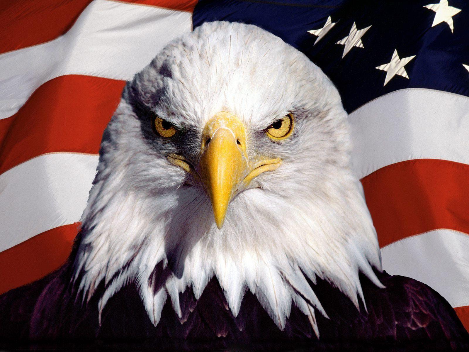 American Bald Eagle Wallpaper. Beautiful