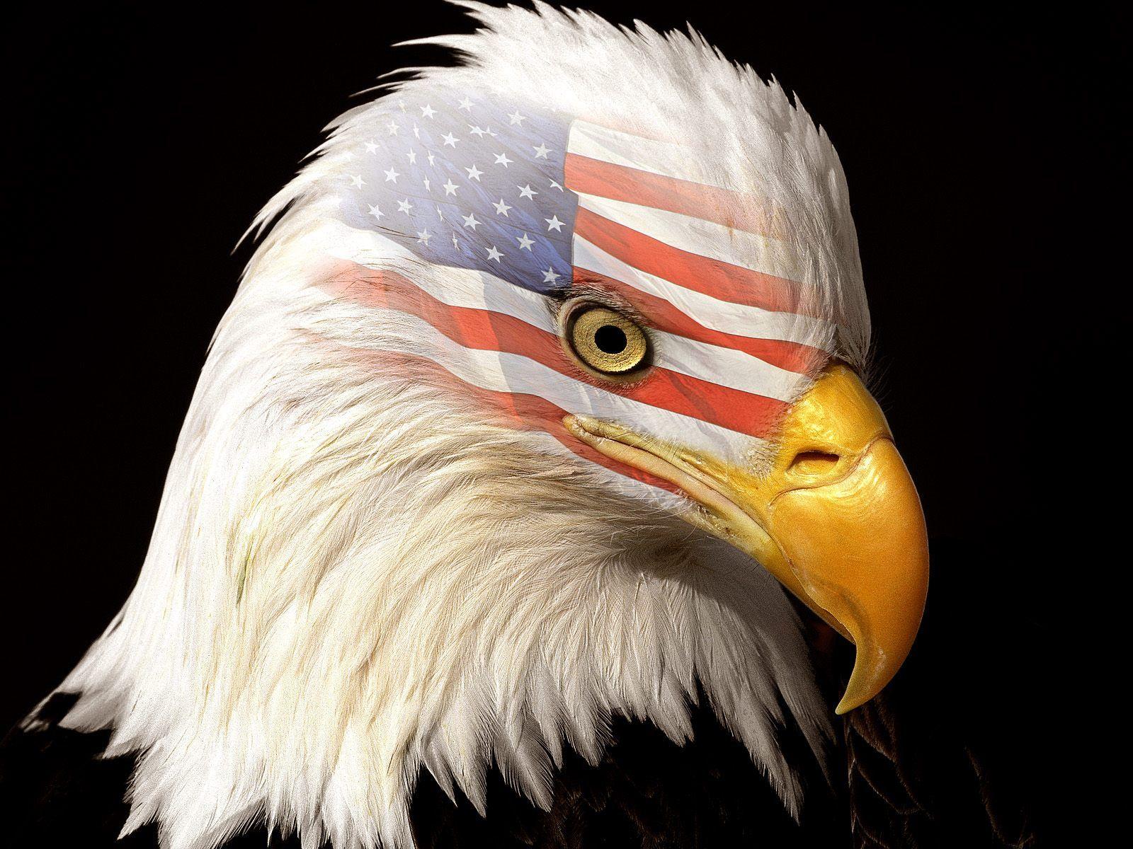 american flag eagle wallpaper Hero Son