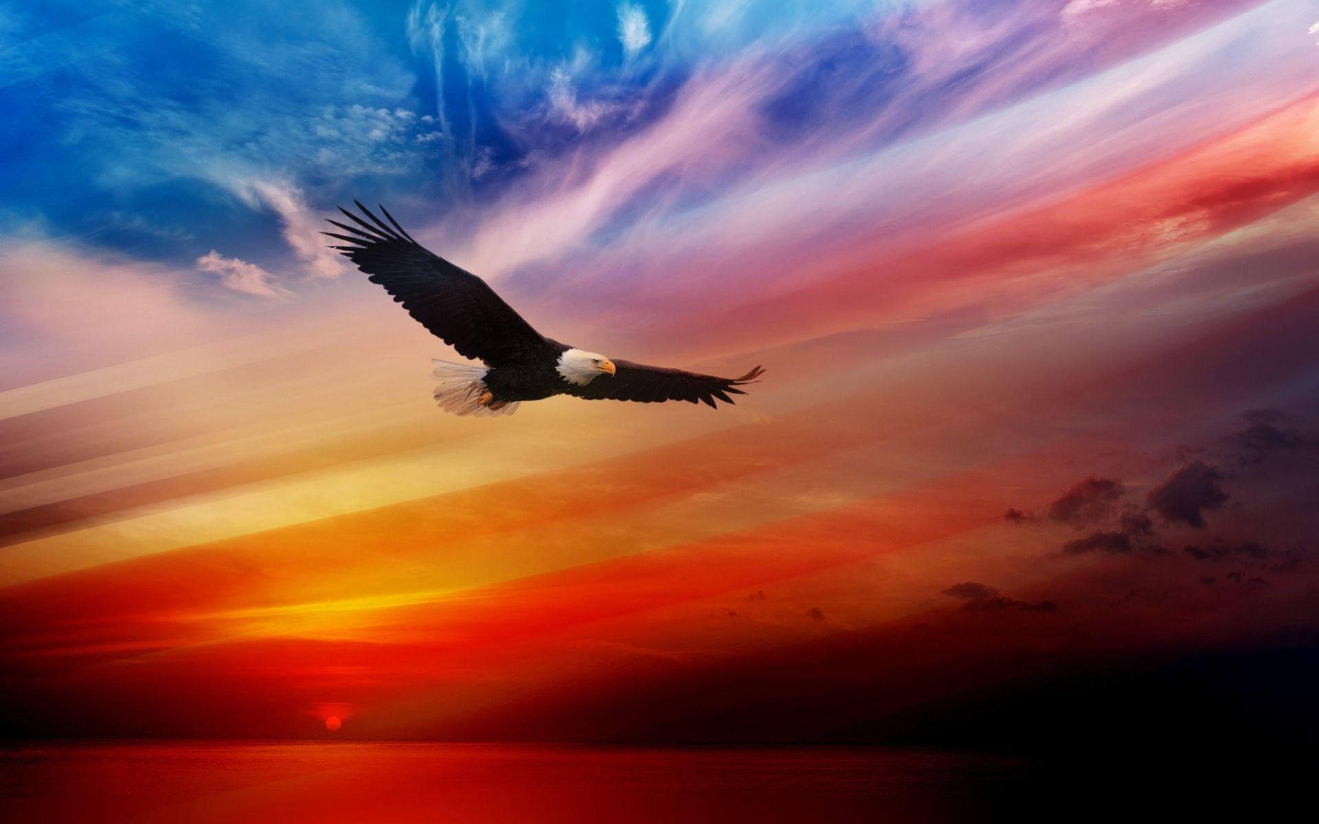 American Eagle Wallpaper High Quality Resolution Is 4K Wallpaper