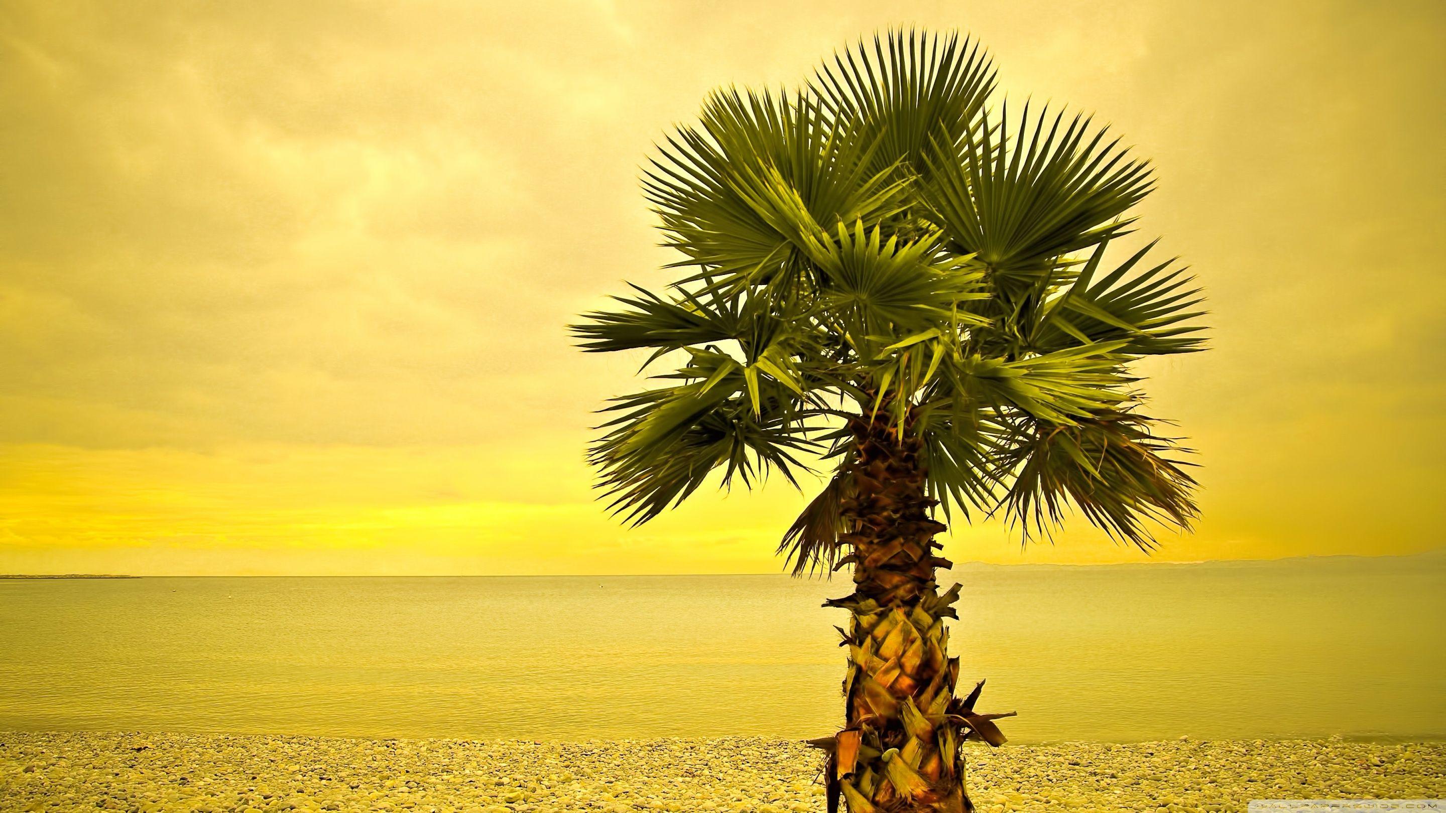 Beach Palm Tree ❤ 4K HD Desktop Wallpaper for 4K Ultra HD TV • Wide