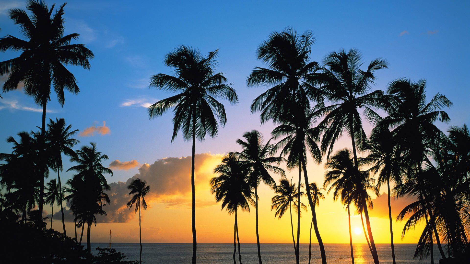 Palm Tree Sunset Wallpaper