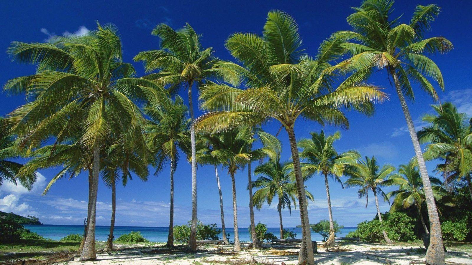 37864542 Palm Trees (1600×900)