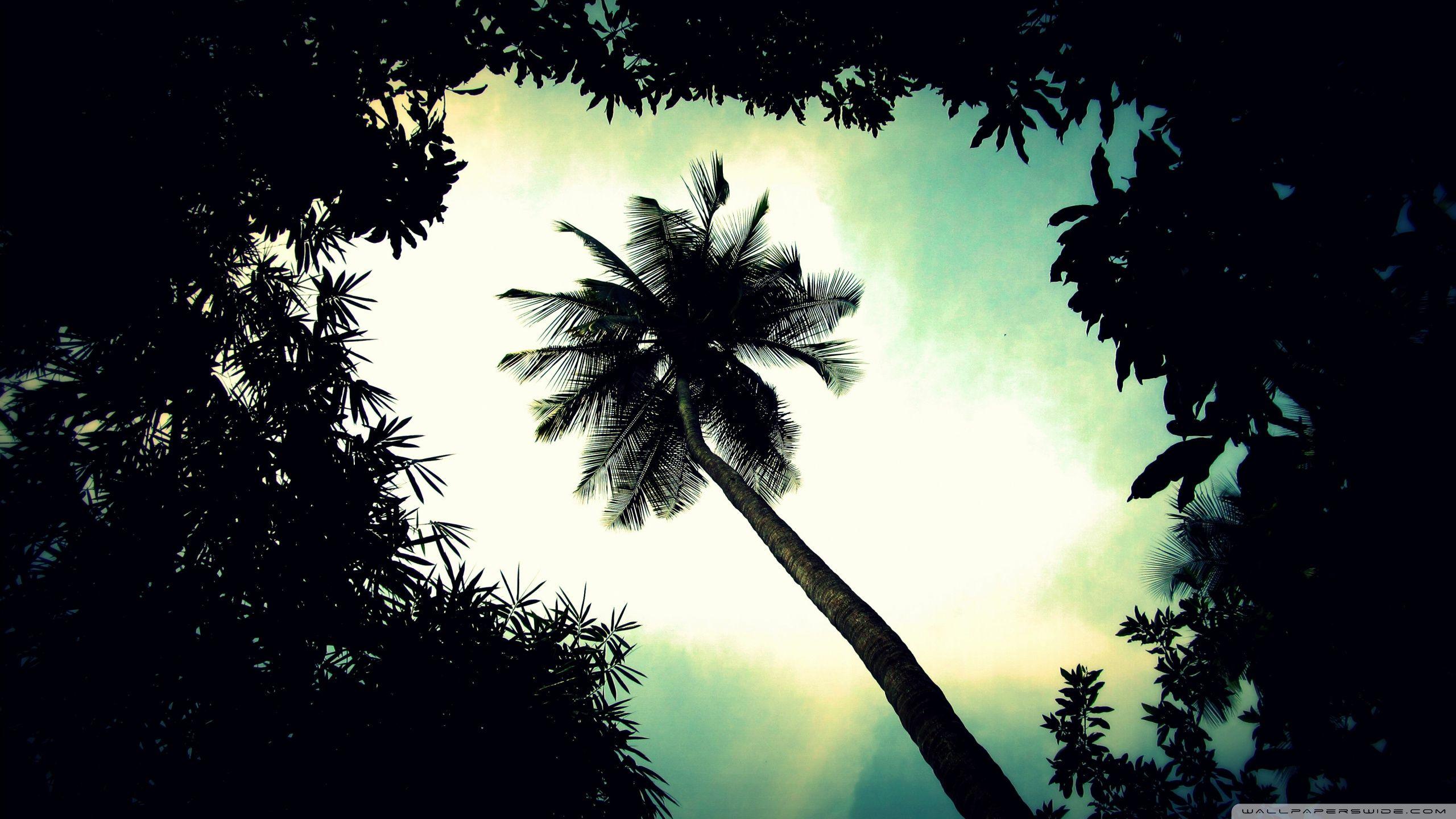 Palm Tree Top ❤ 4K HD Desktop Wallpaper for 4K Ultra HD TV • Wide