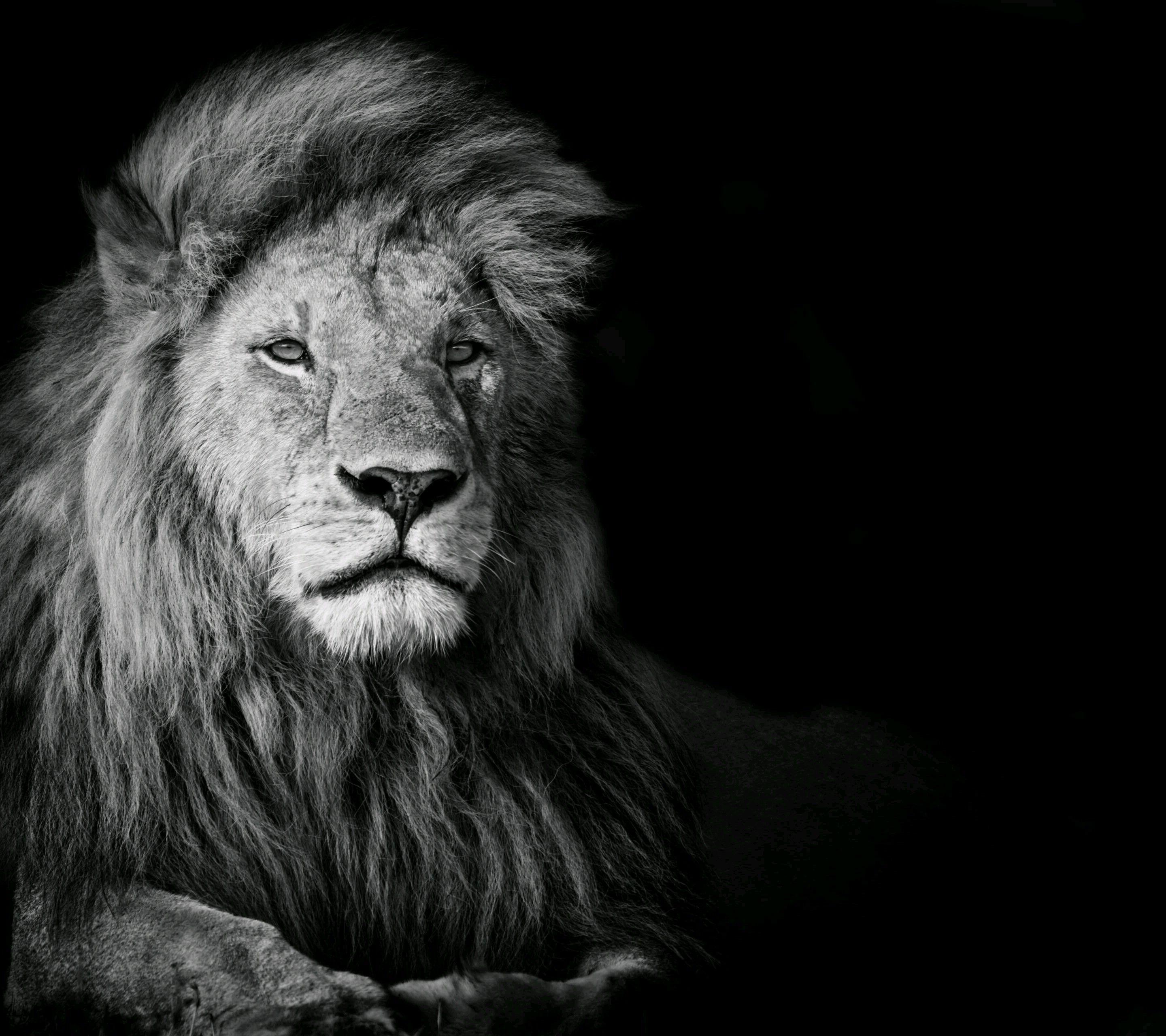 Black And White Lion Wallpaper