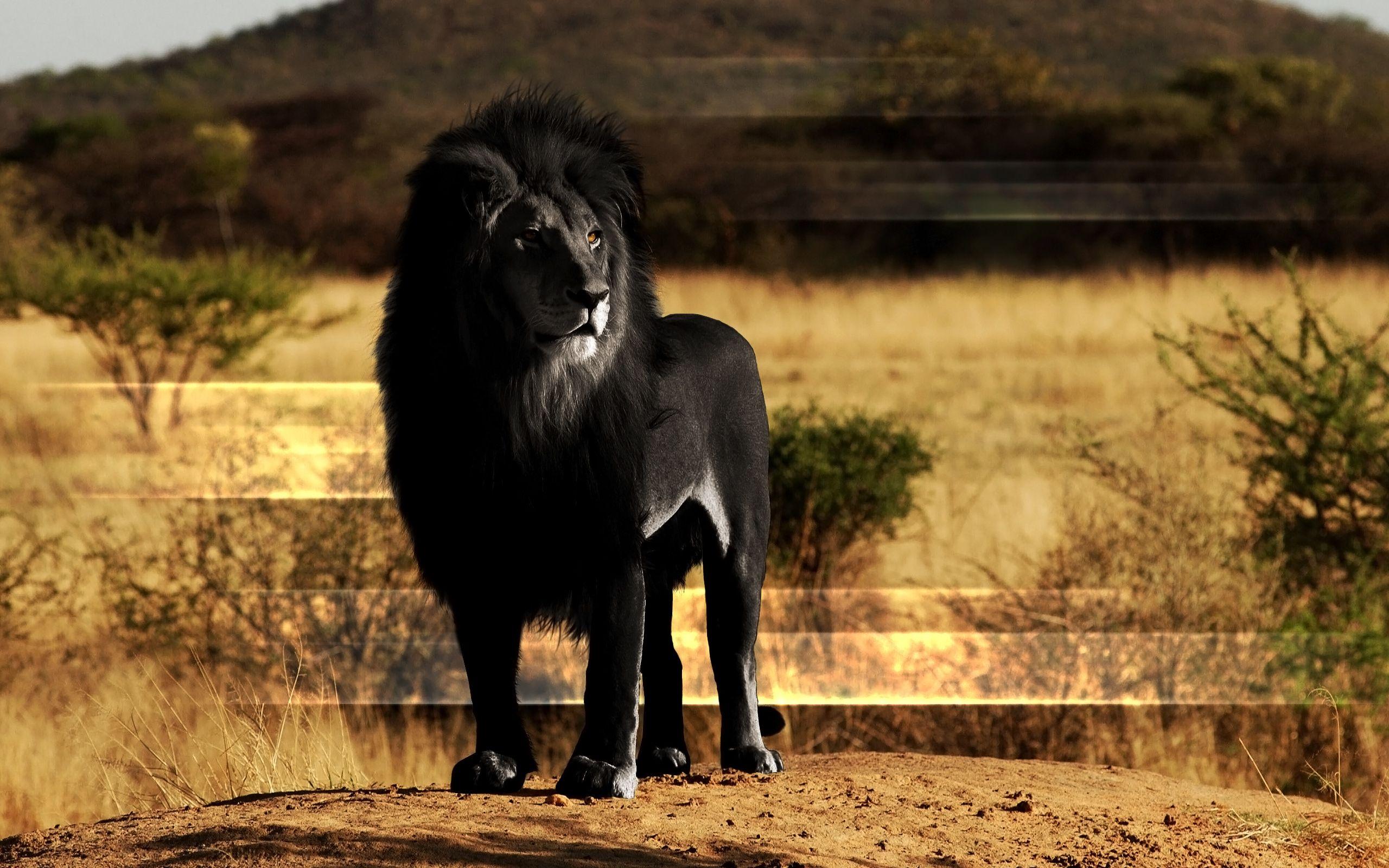 Black Lion Full HD Wallpaper and Background Imagex1600