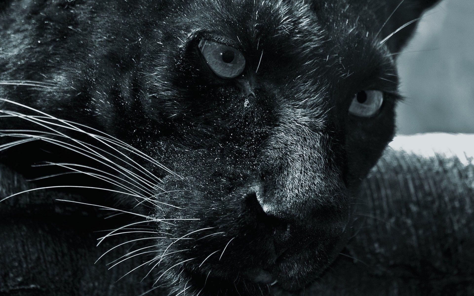 Black Lion Wallpaper for Free HD Desktop Wallpaper, Instagram photo