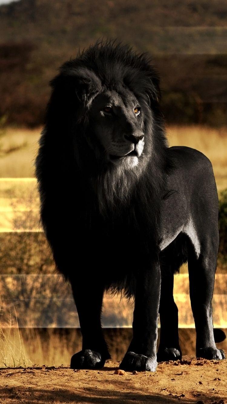 Black Lion Wallpapers - Wallpaper Cave