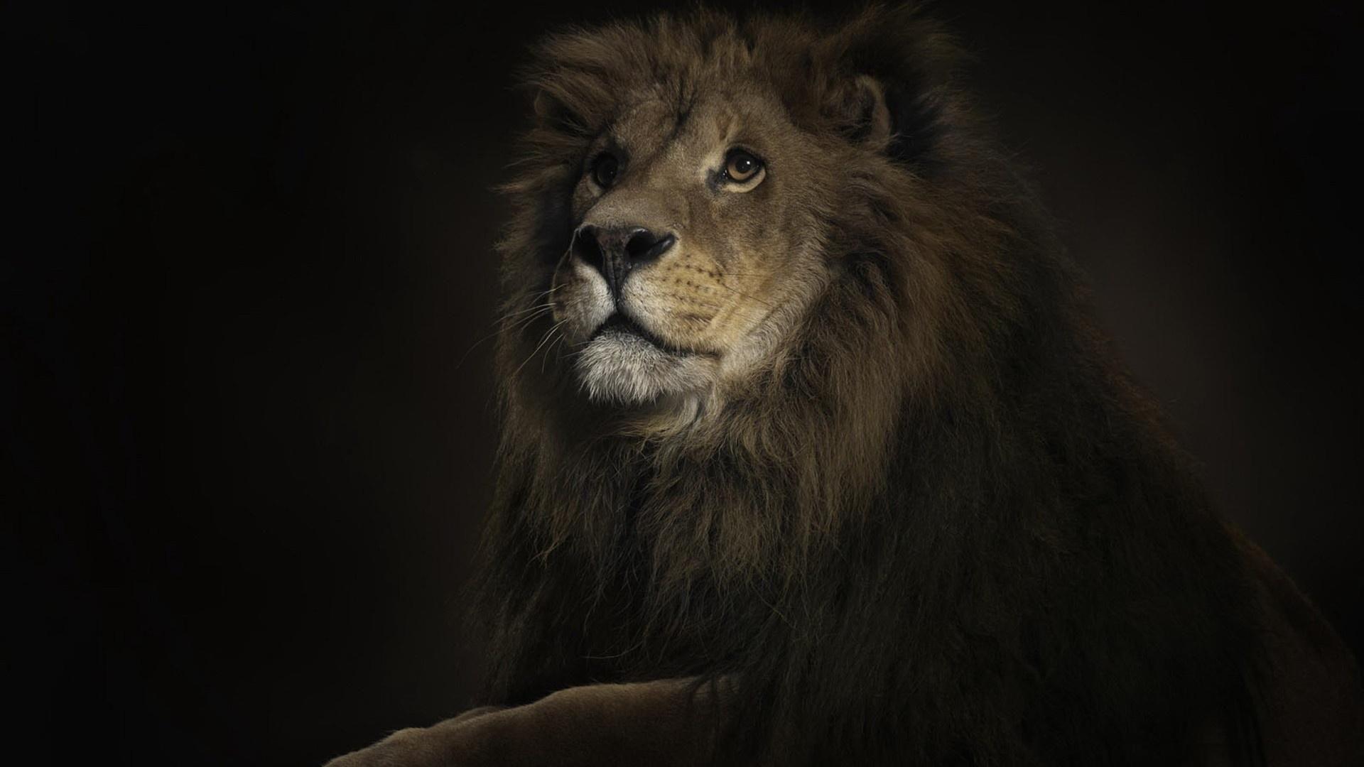 Portrait of a lion. Lions Wallpaper. Lion wallpaper