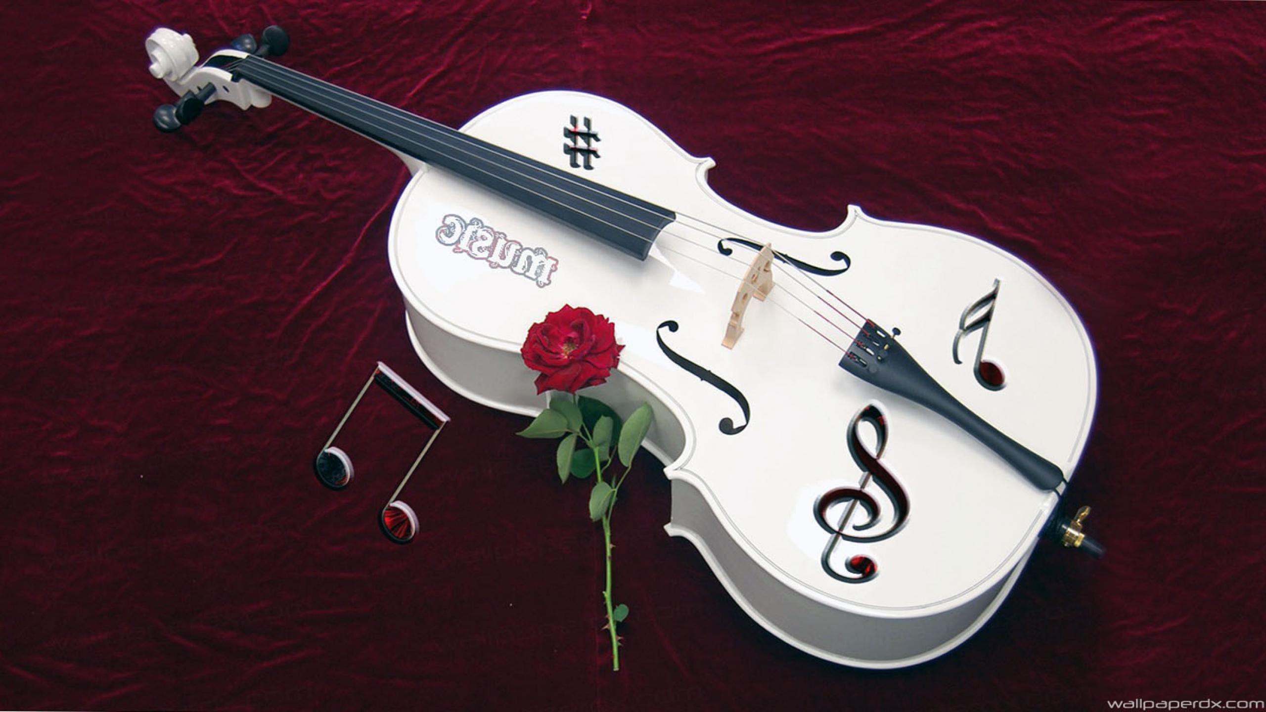 white violin and rose flower full HD wallpaper x 1440