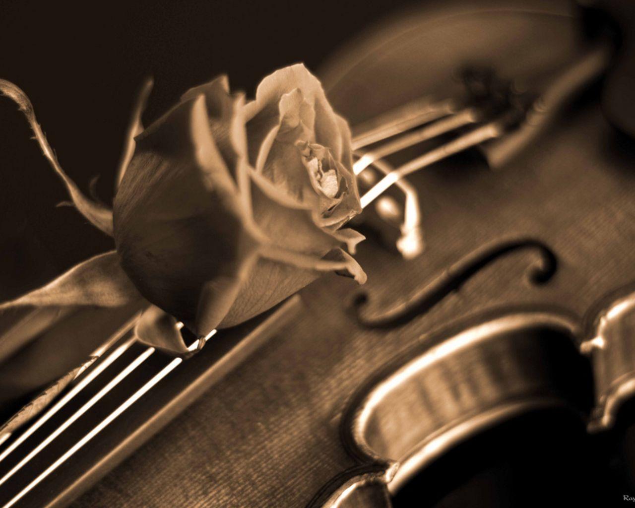 Violin And Rose Old Wallpaper
