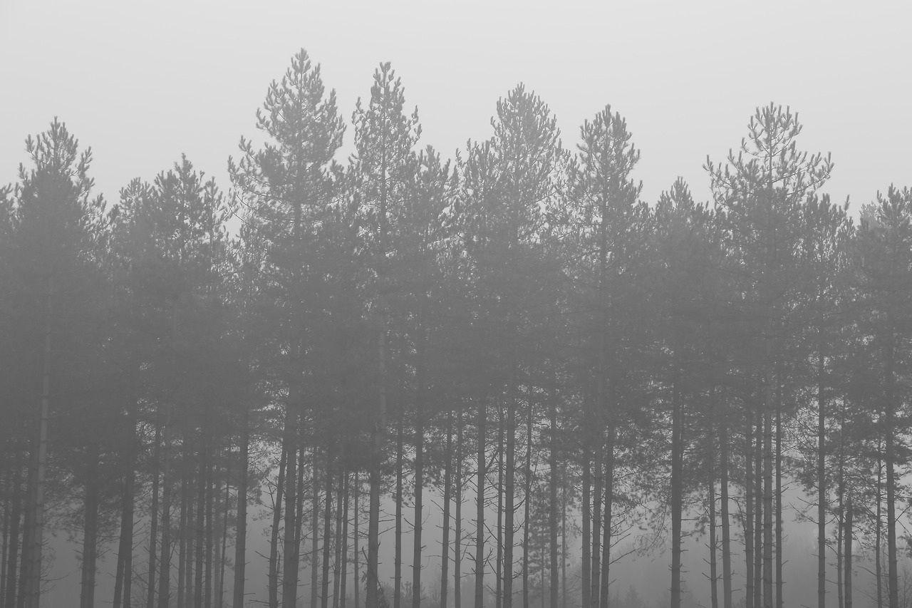 Foggy Forest Background Tumblr Awesome Black And White