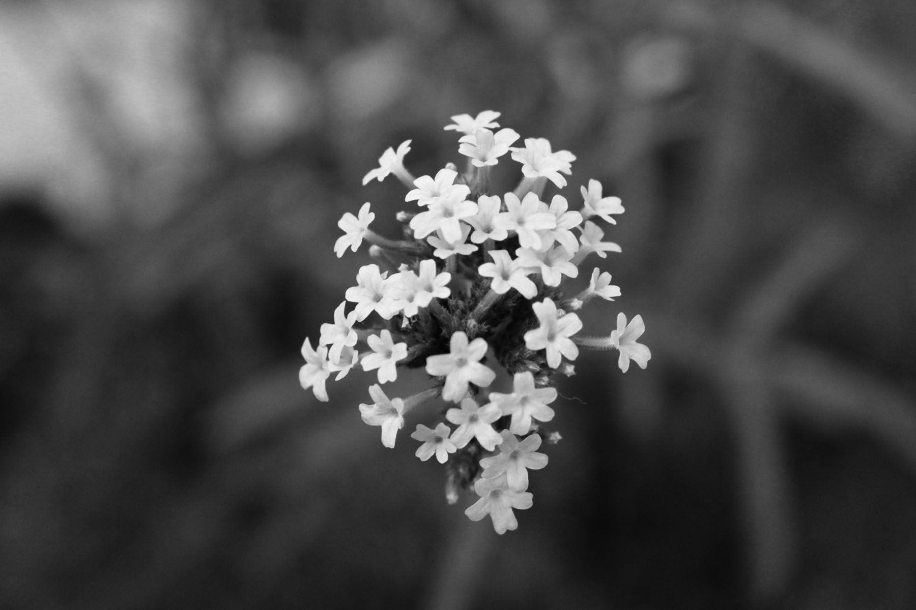 dongetrabi: Black And White Flowers Tumblr Background Image