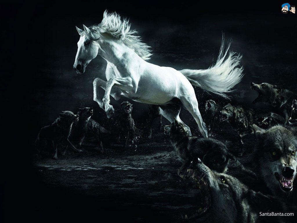 Horses Wallpaper