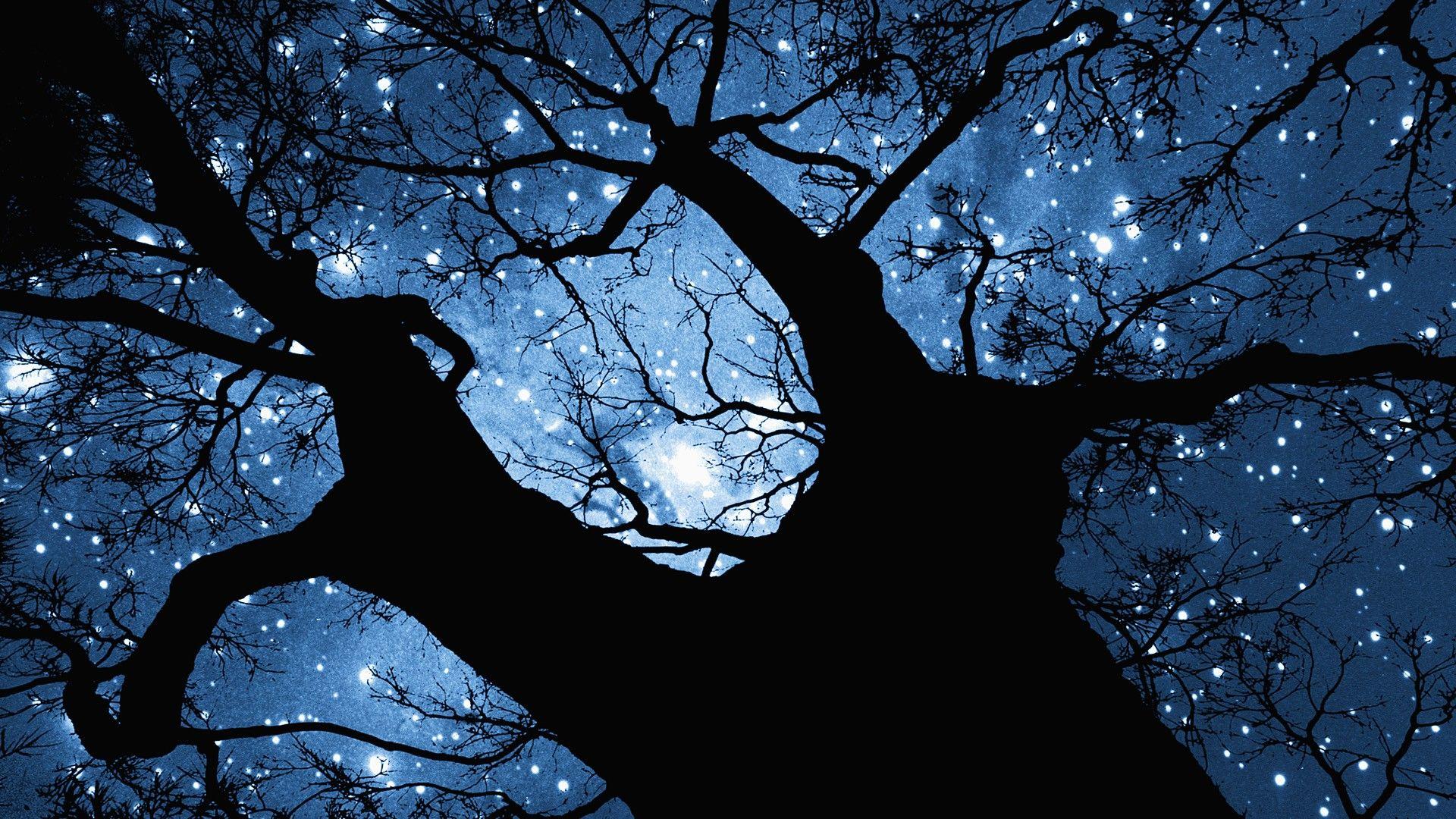 Trees Night Stars Wallpaper HD