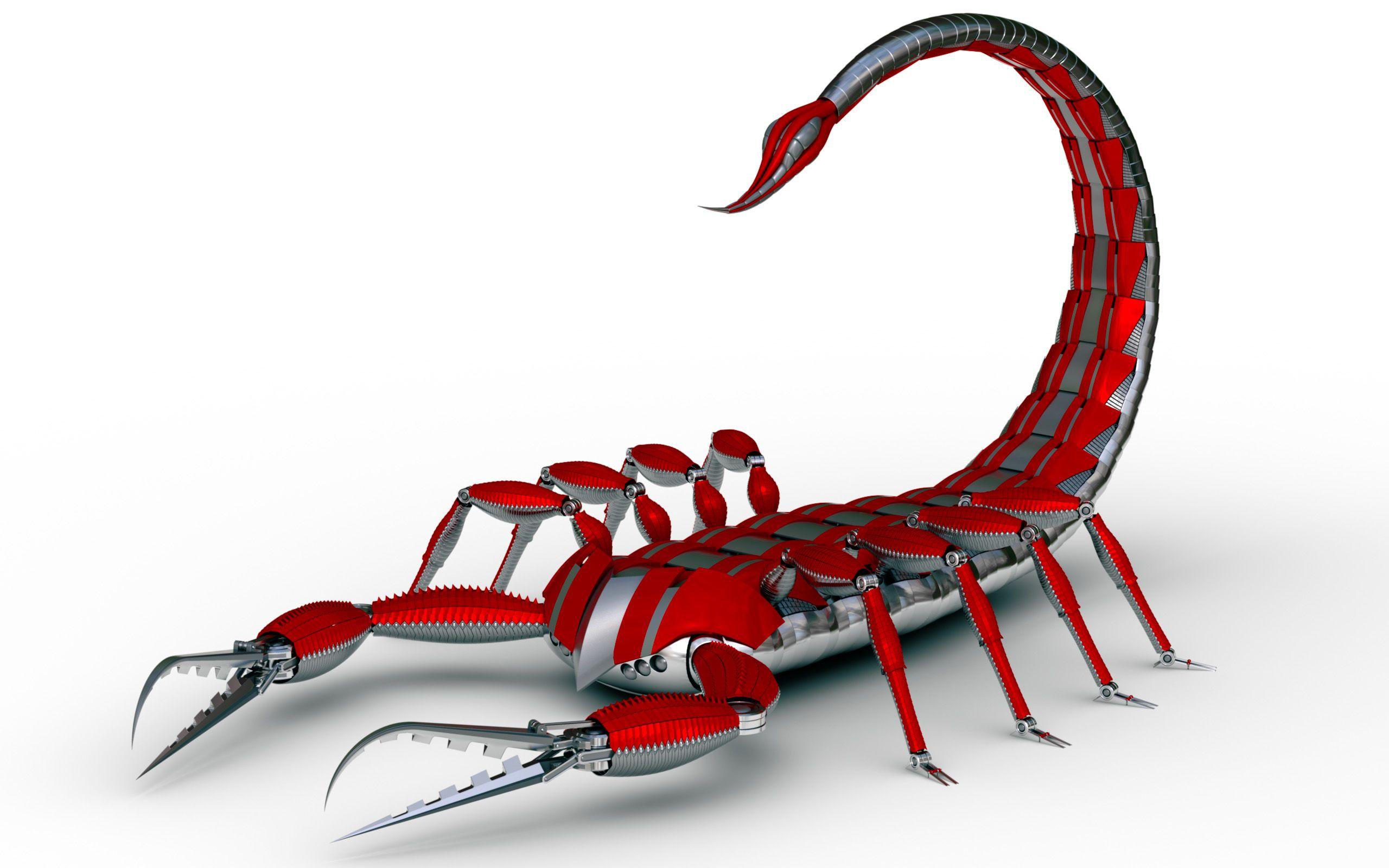 Scorpion Full HD Wallpaper and Background Imagex1600