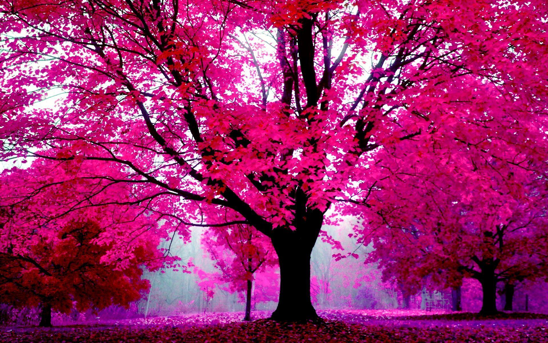 High Resolution And High Quality Desktop HD Wallpaper. Pink Nature, Pink Trees, HD Pink Wallpaper