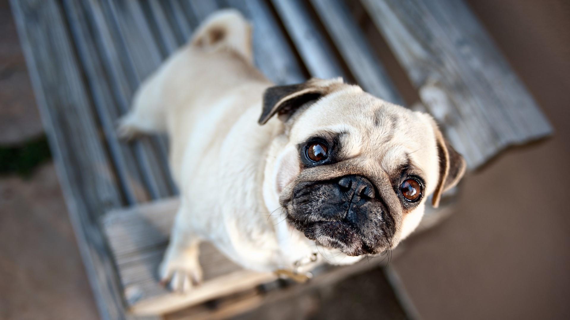 Cute Pug Puppy Wallpaper. Wallpaper Studio 10. Tens of thousands